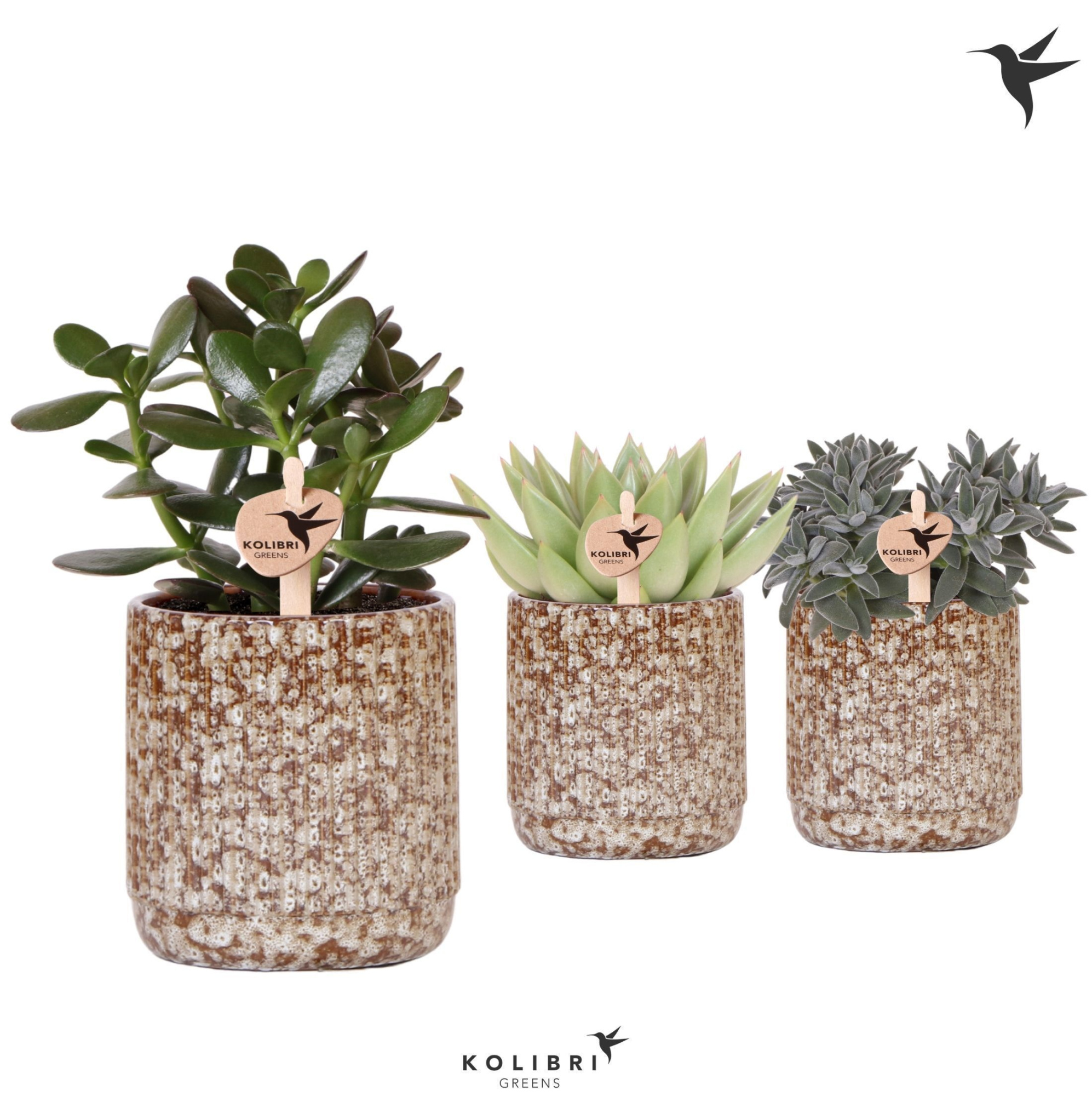 Kolibri Greens Succulenten mix in Jaguar pot, D 9 cm