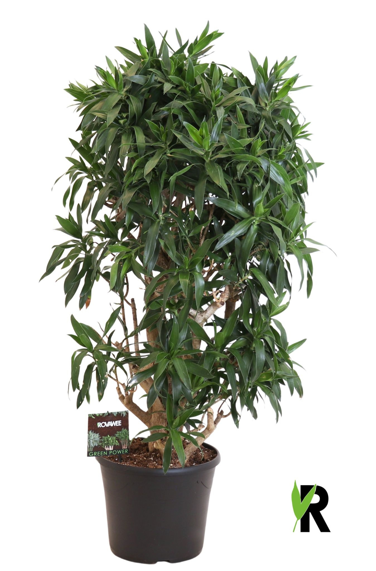 Dracaena reflexa vertakt, D 35 cm
