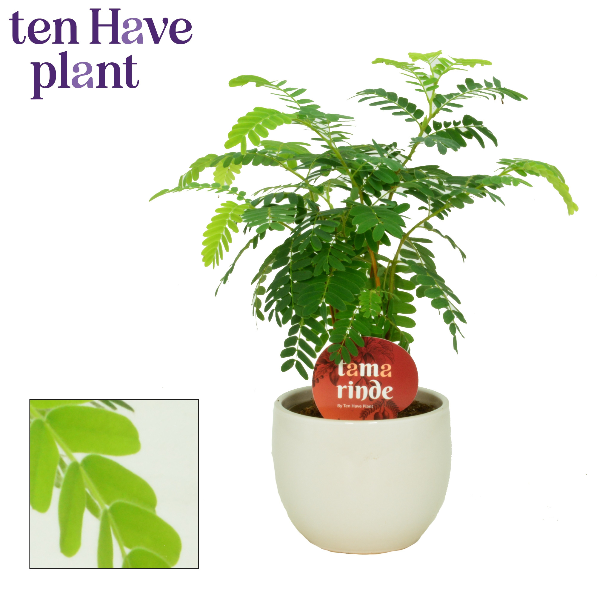 Tamarinde in Melanie, D 11