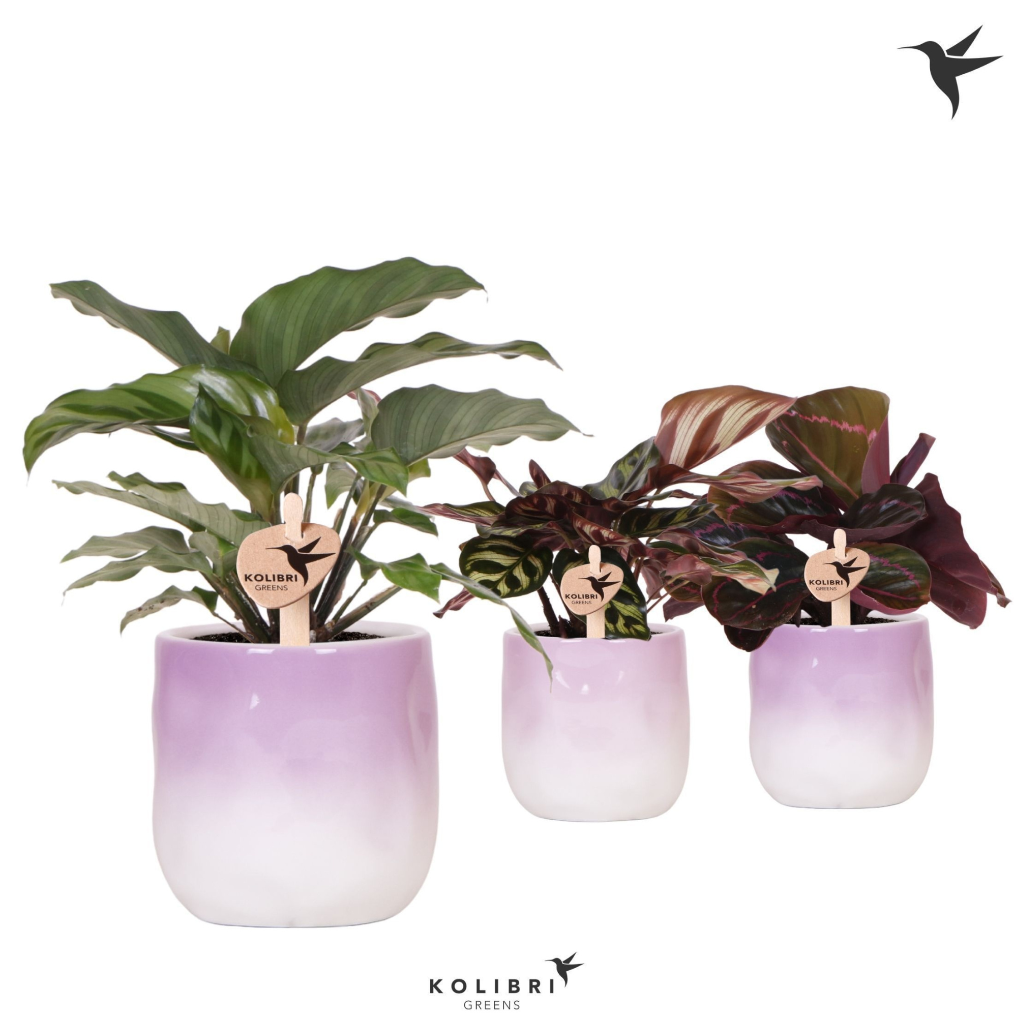 Kolibri Greens Calathea mix in Gradience pot lila mix, D 9 cm