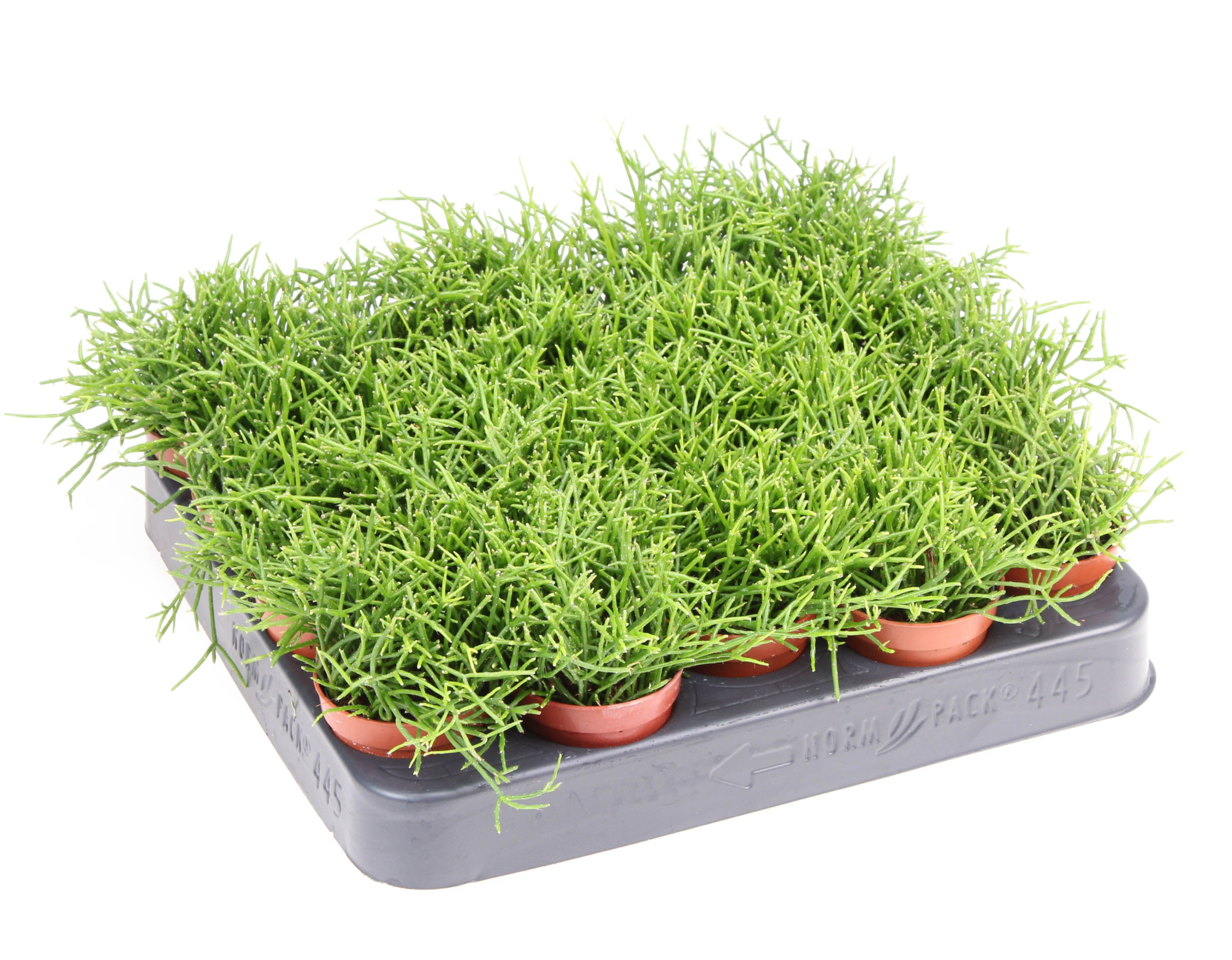 Rhipsalis cassutha, D 5,5