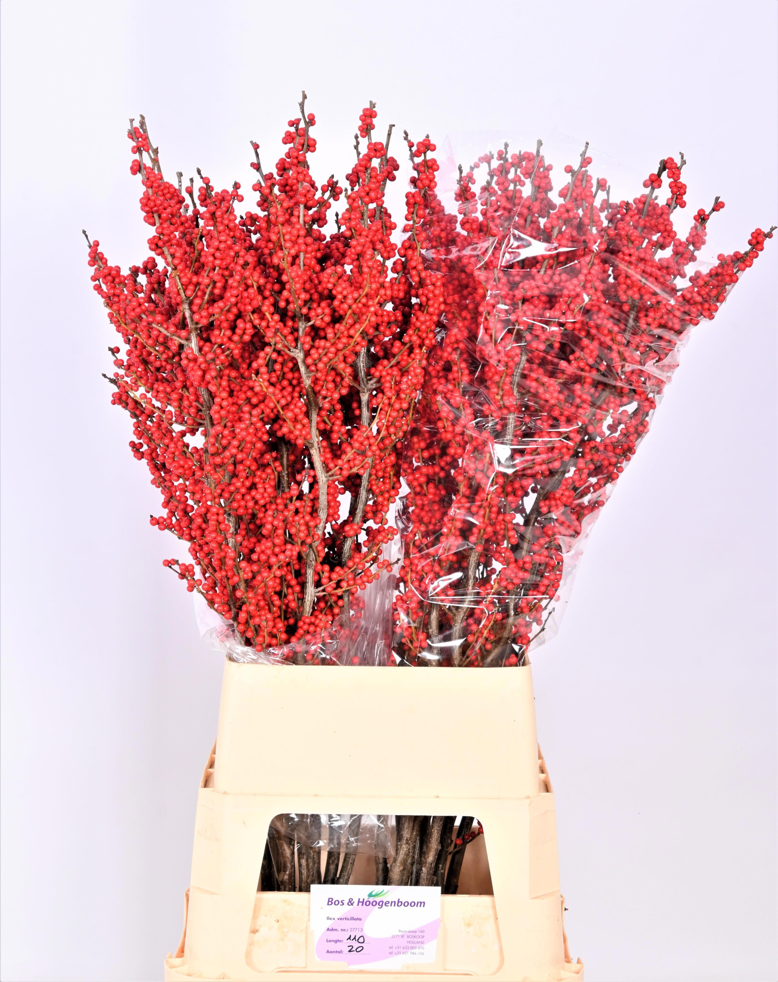 Илекс Красные ягоды 110, шт.