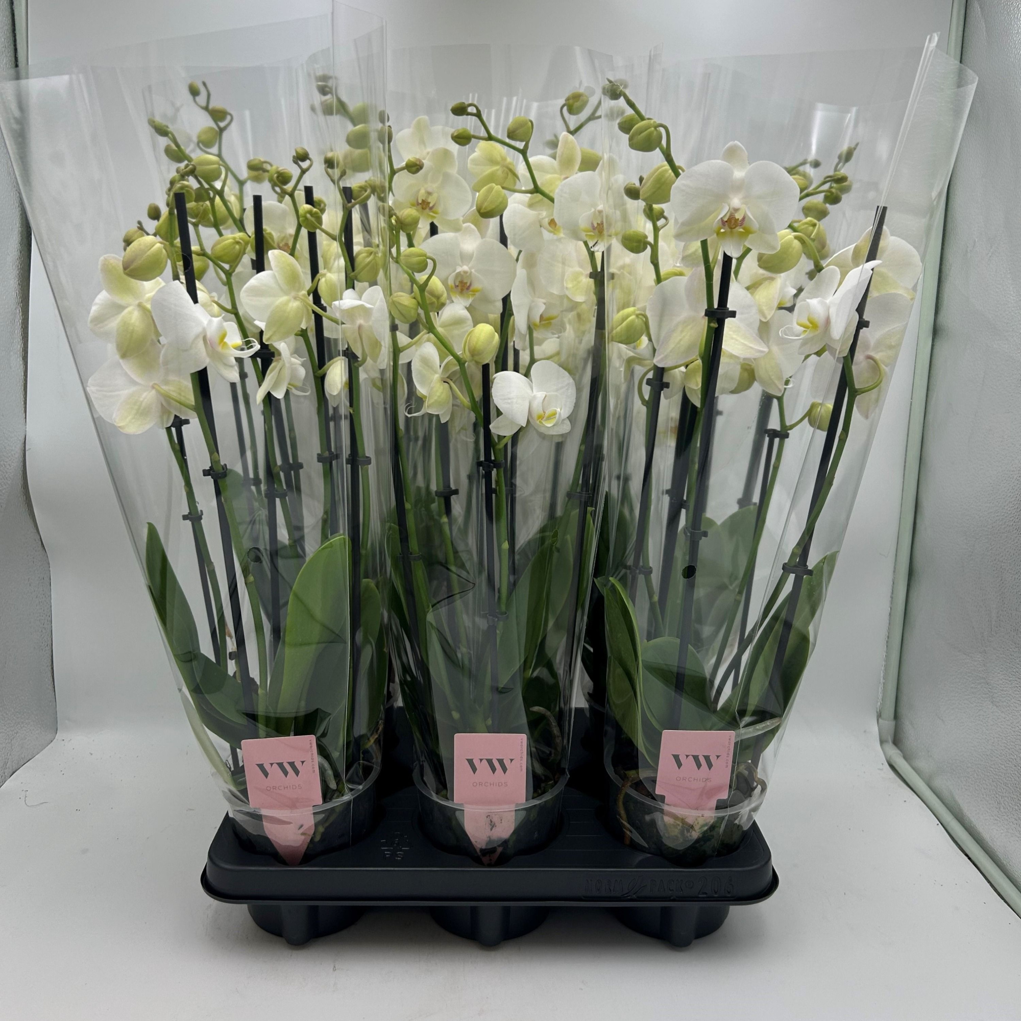 Phalaenopsis Inverness 5 Tak, D 12 cm