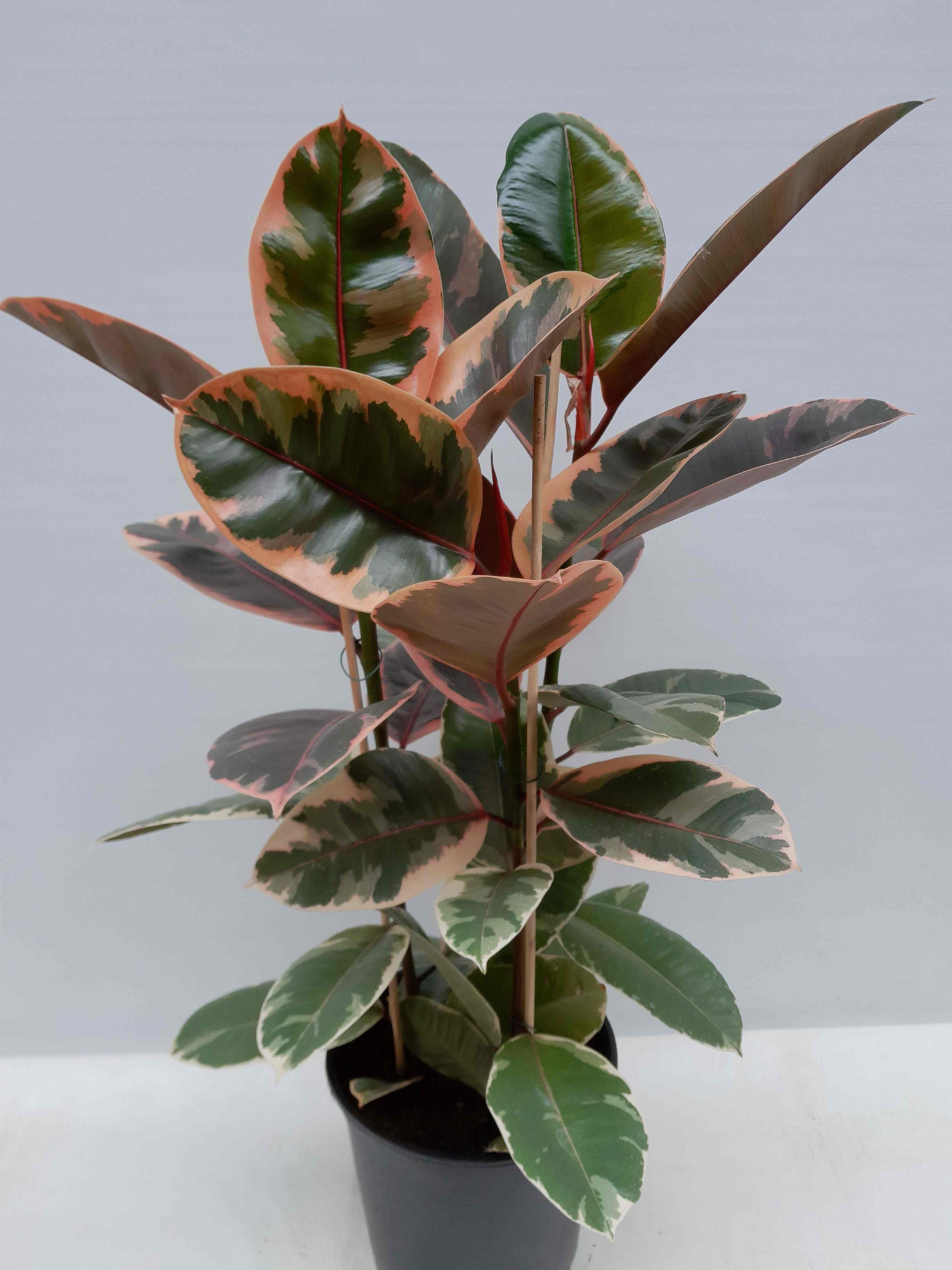 FICUS ELASTICA 'BELIZE', D 21