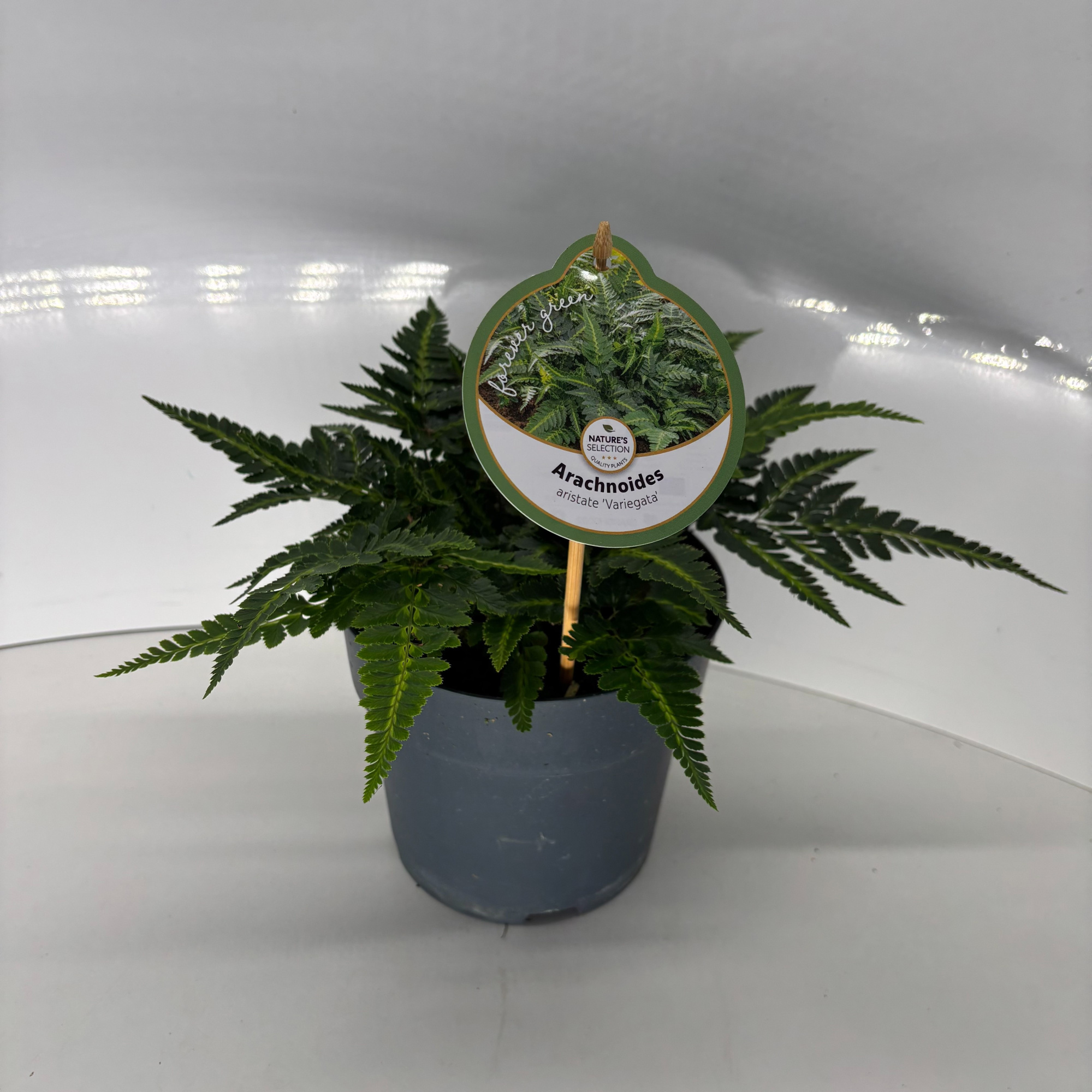 Arachniodes aristata 'Variegata', D 17