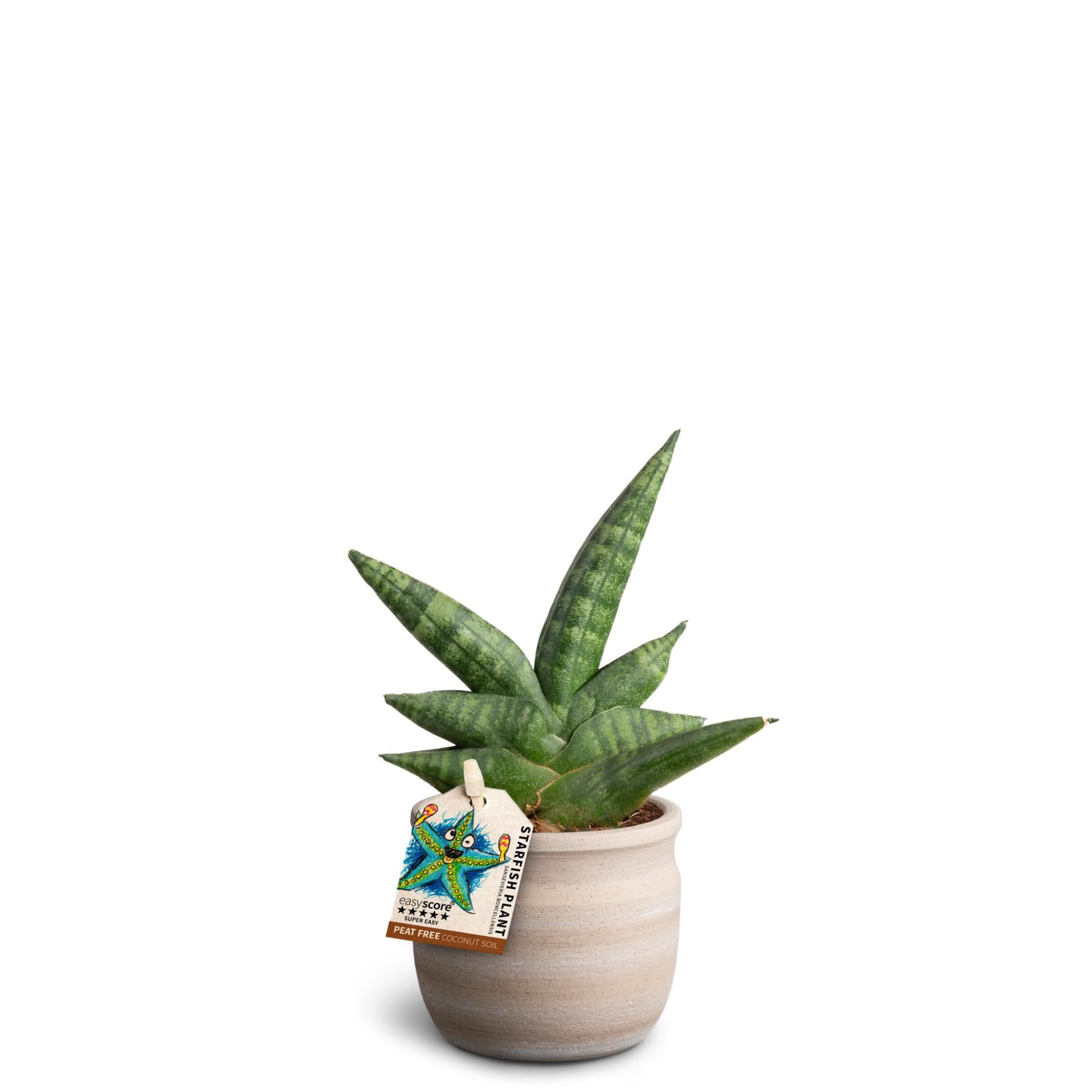 Maceta Sand, Boncellensis, D 7 cm