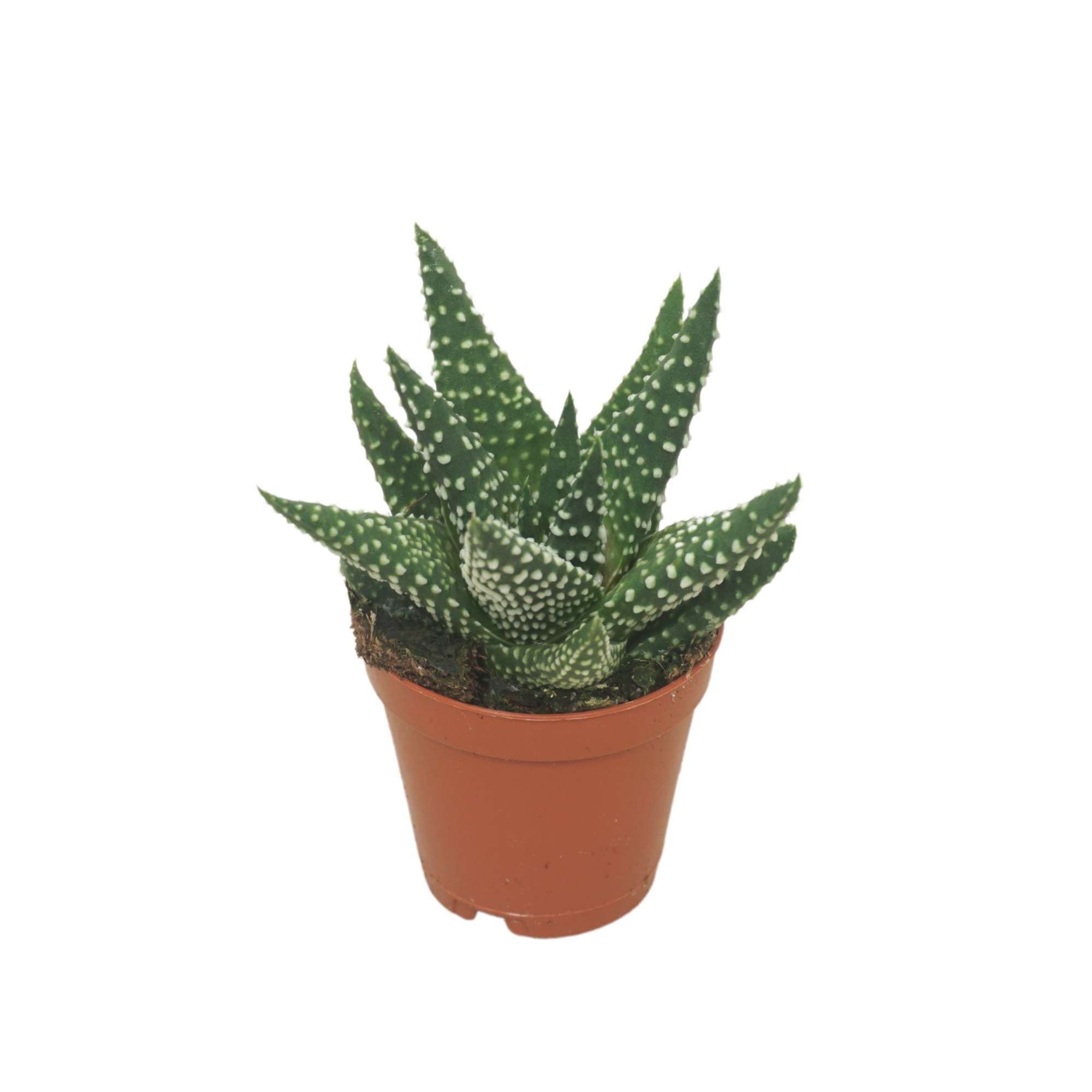 Haworthia margaritifera 5,5 cm, D 5,5