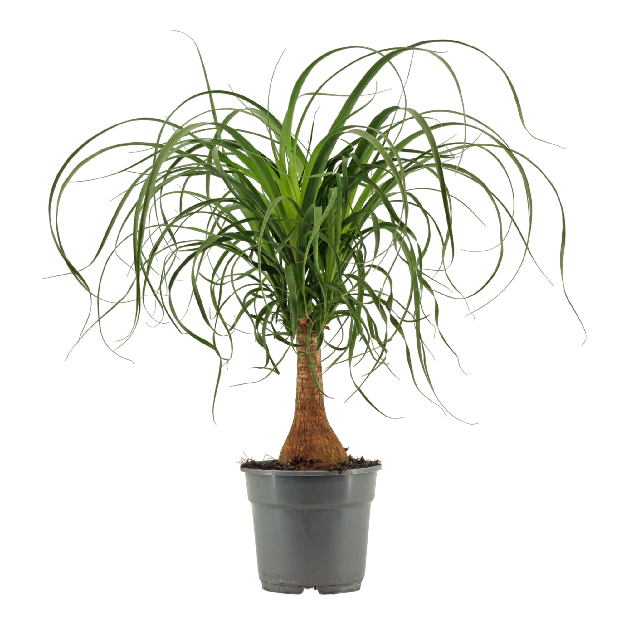 Beaucarnea Recht 17 cm Compacte stam, D 17