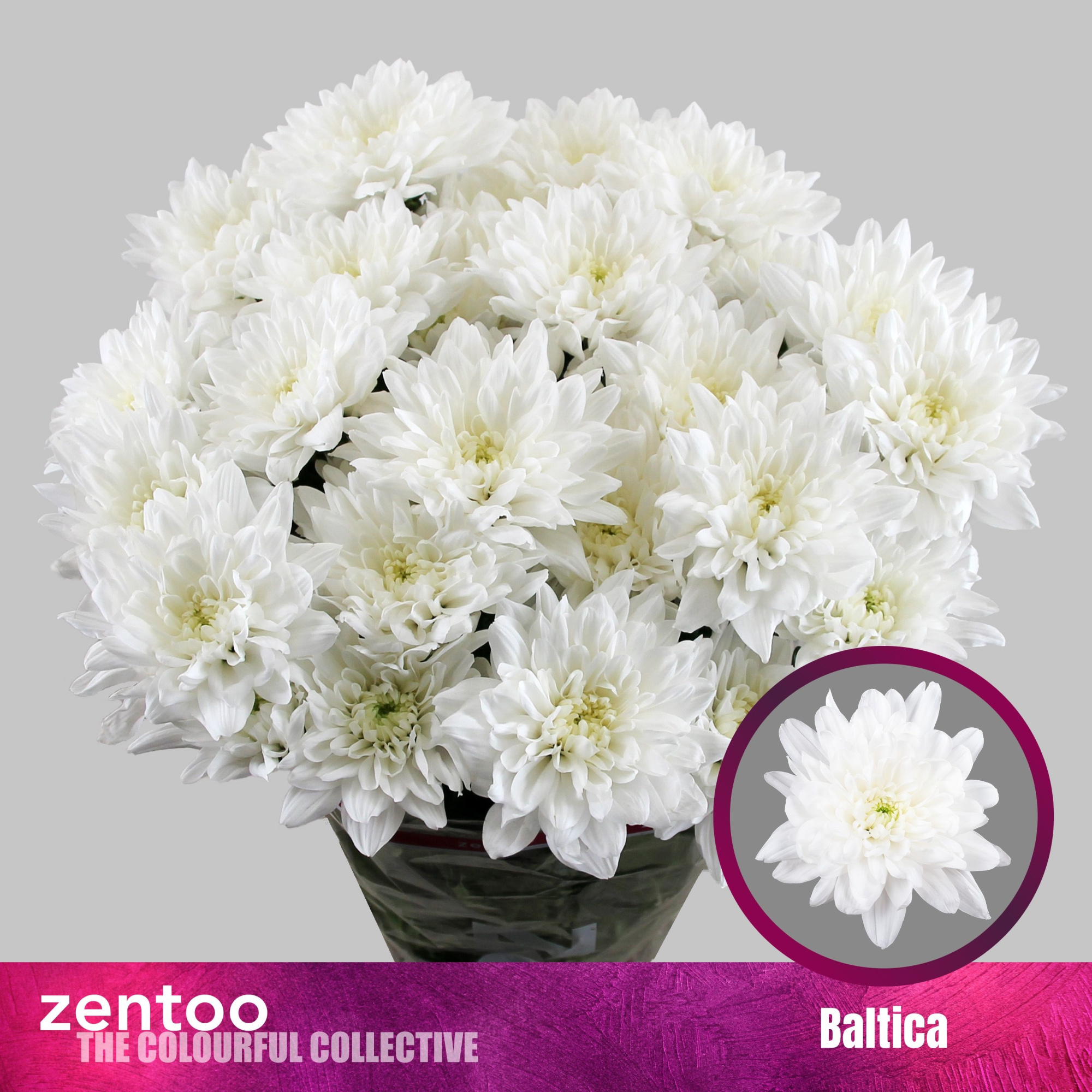 Хризантема куст. Балтика 70 (бел.), шт.