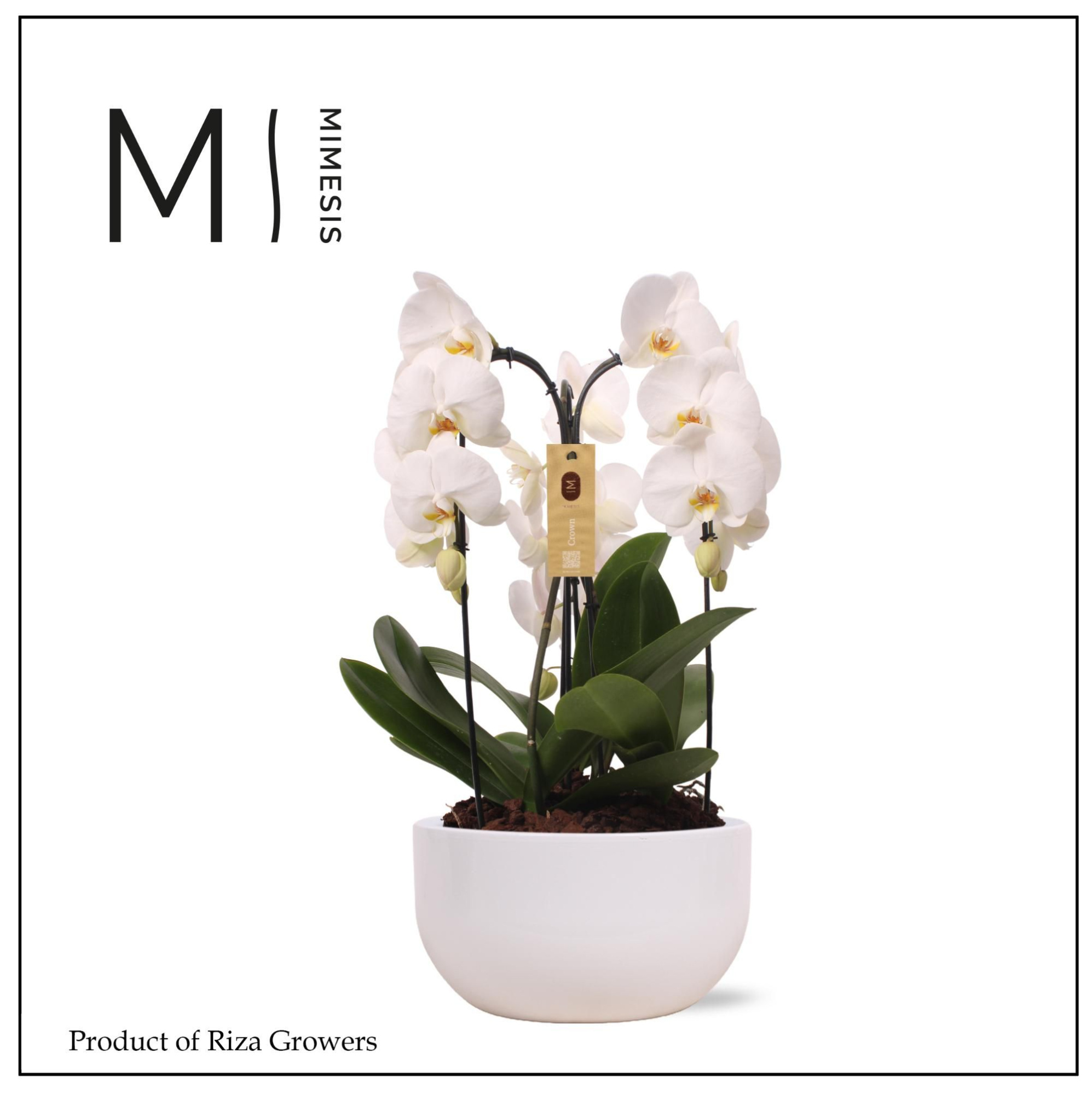 Phalaenopsis Arrangement Crown White 3 spike - 26cm in Saskia White Ceramic | Mimesis, D 26 cm