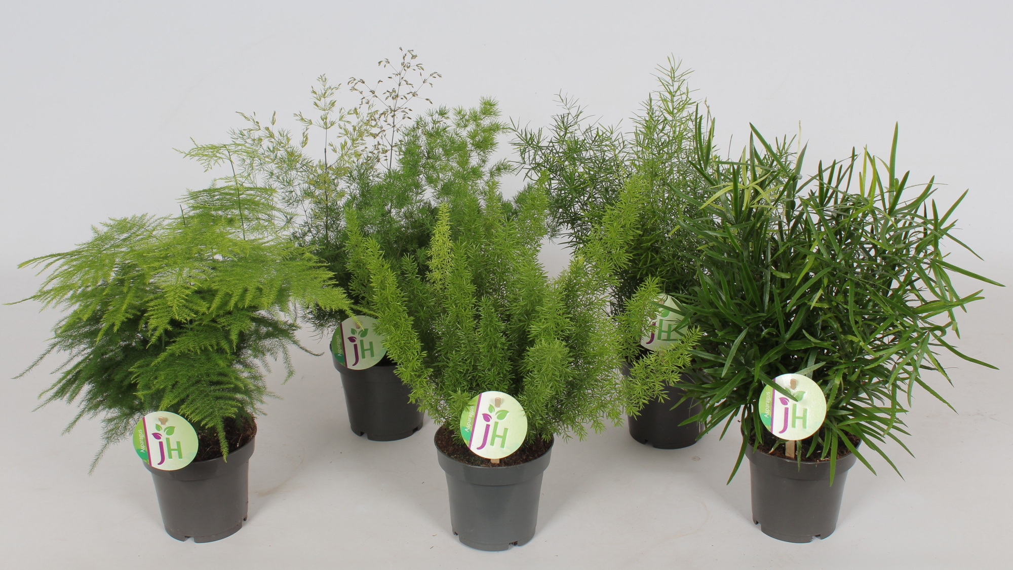 Asparagus mix, D 12 cm