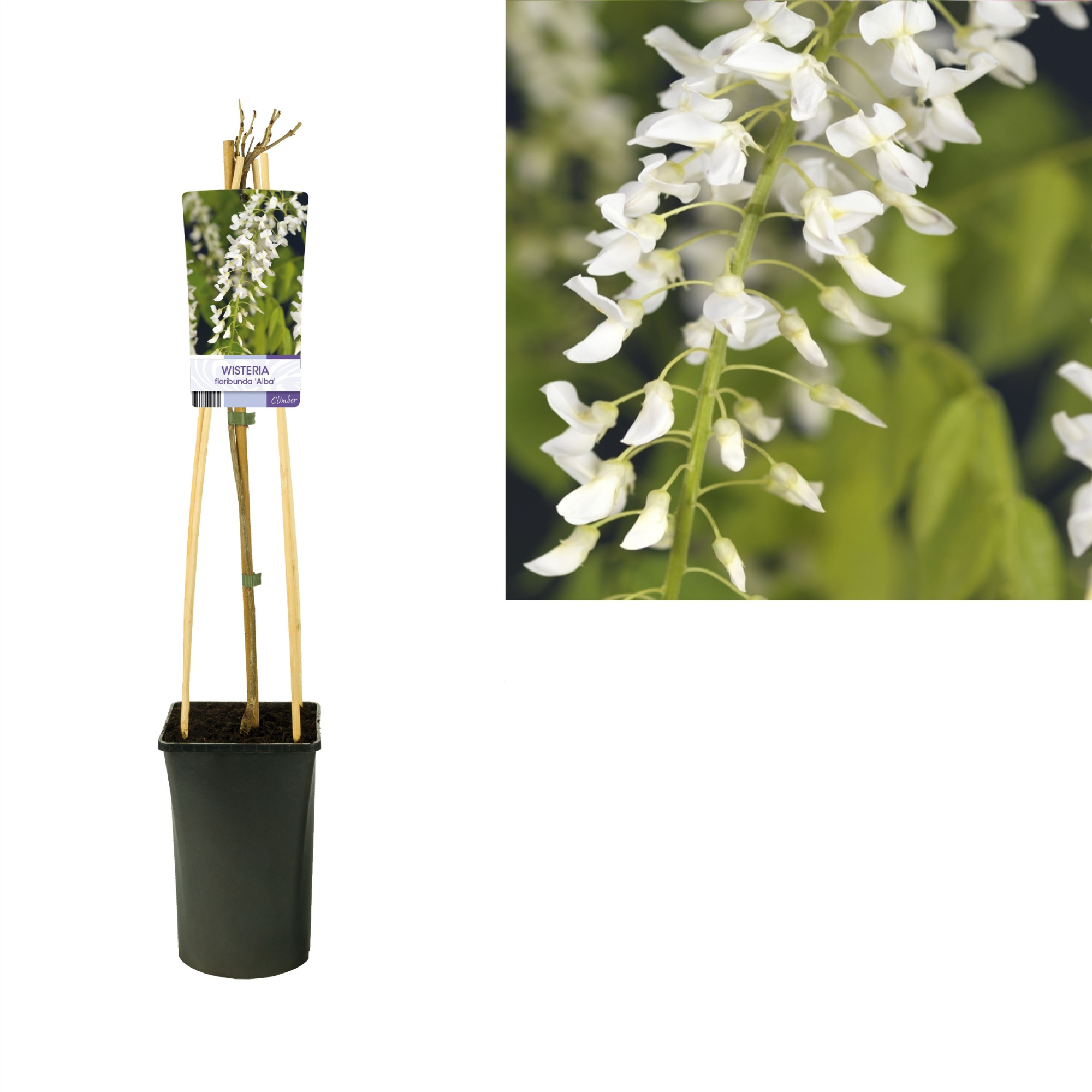 Wisteria floribunda 'Alba' +light label, D 17 cm
