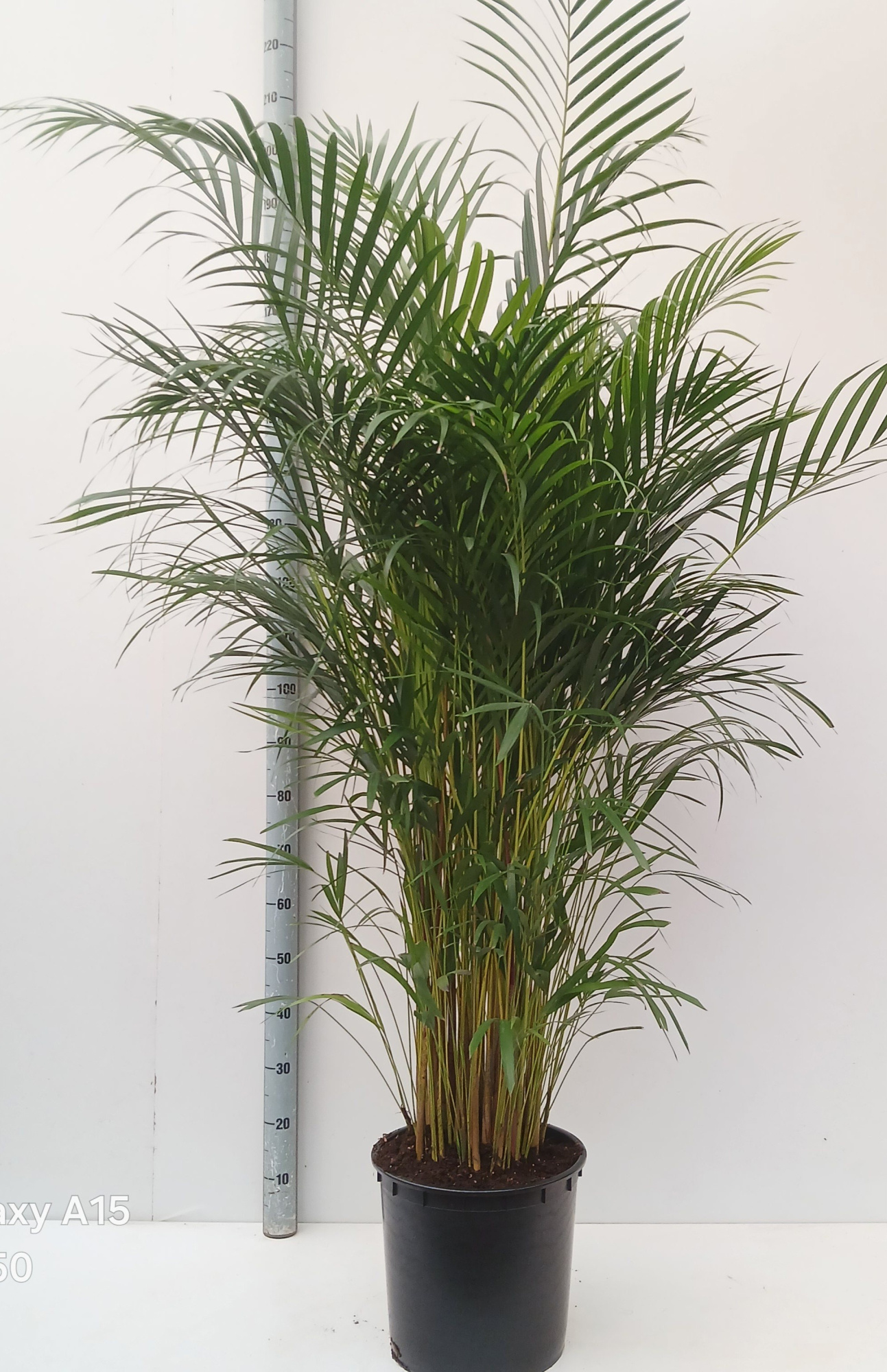 dypsis lutescens, D 34