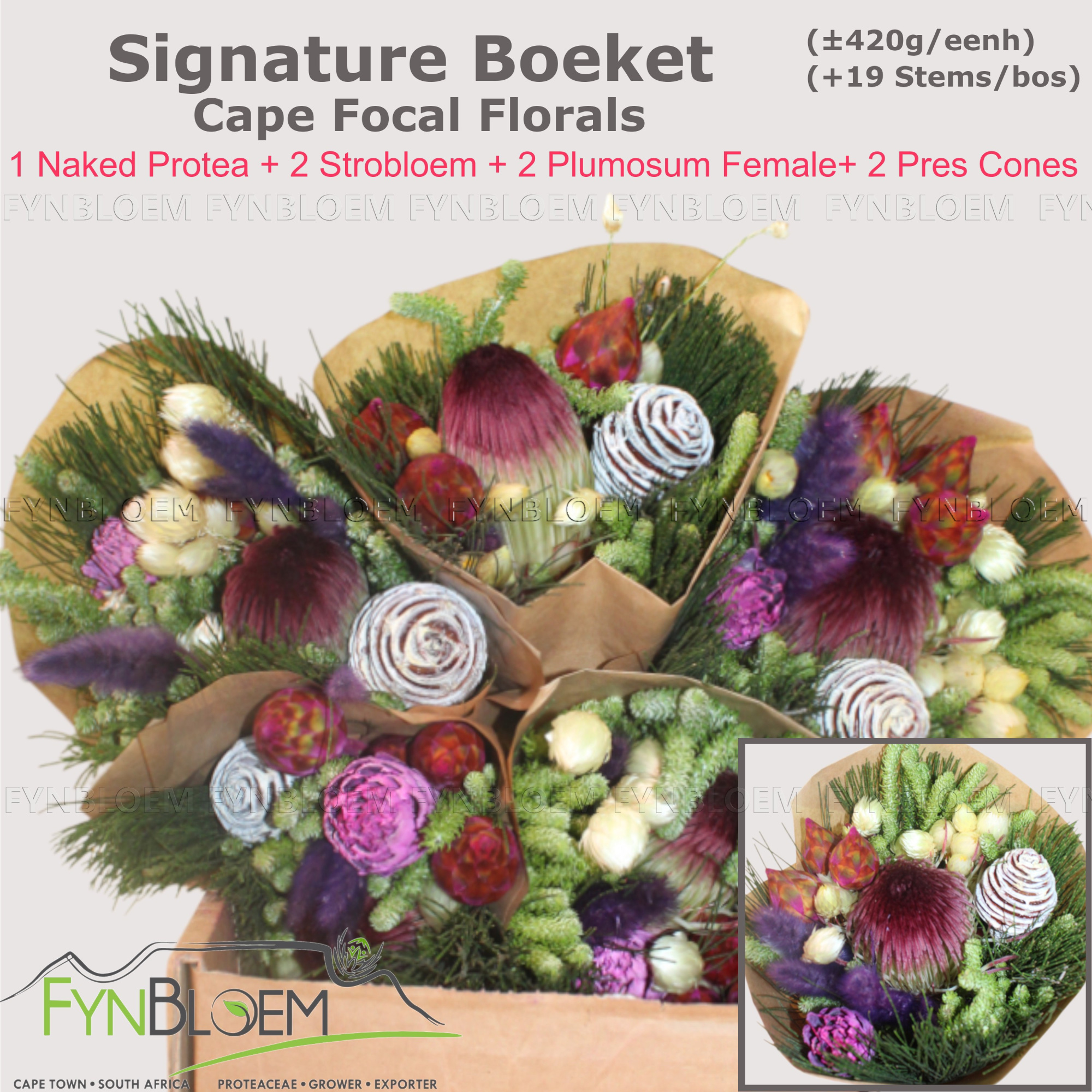 Протея Овериг за пучок 50, пуч.