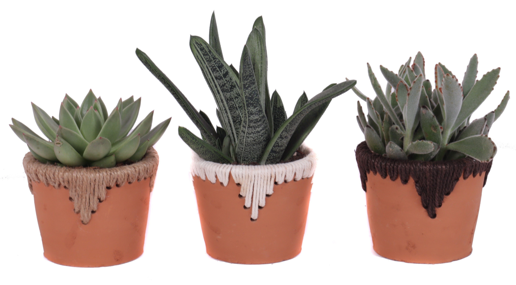 Succulenten mix 10,5 cm in samoa pot, D 13 cm