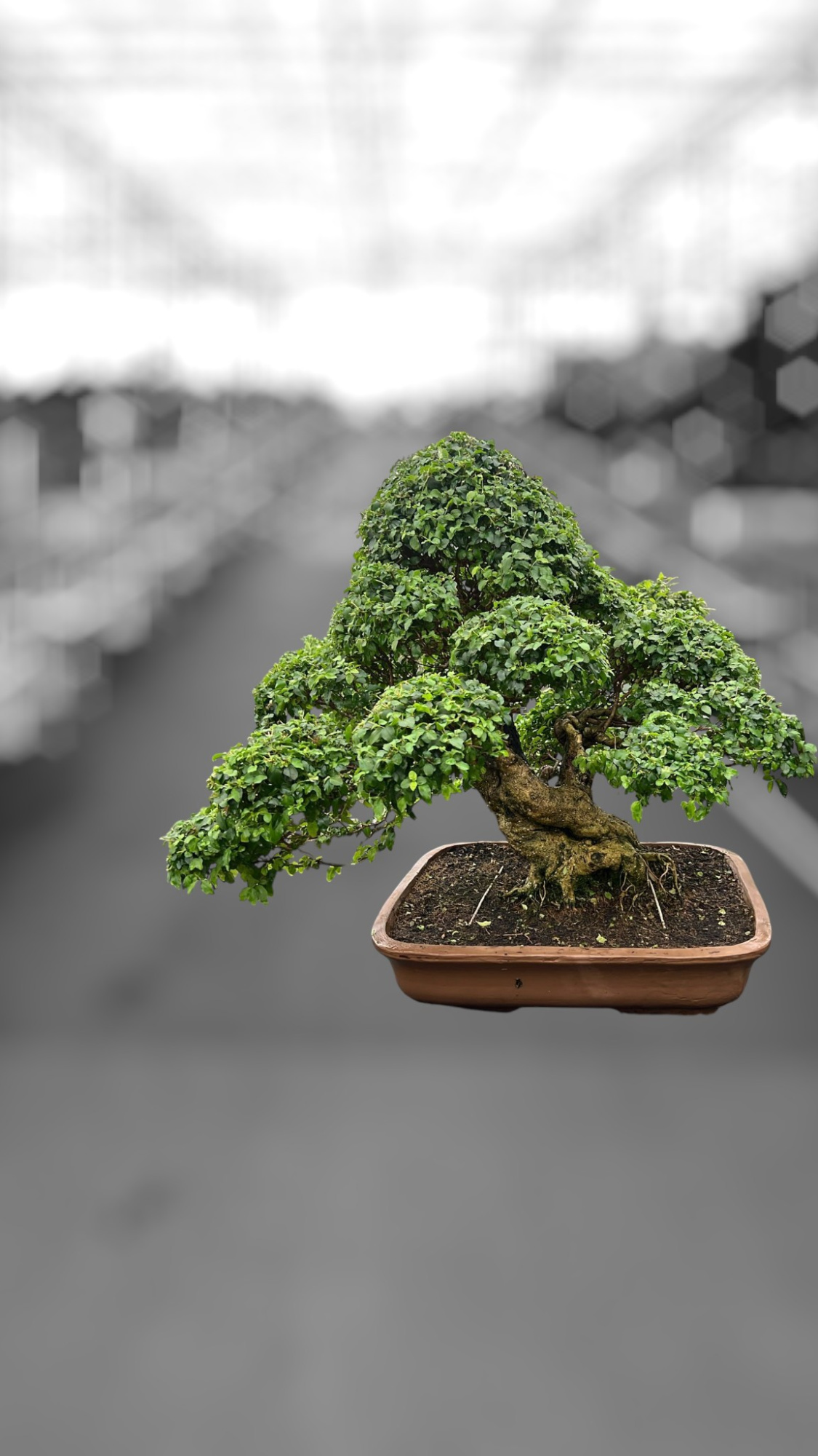 Ligustrum sinense, pot 60cm , height 90cm. (single item), D 60