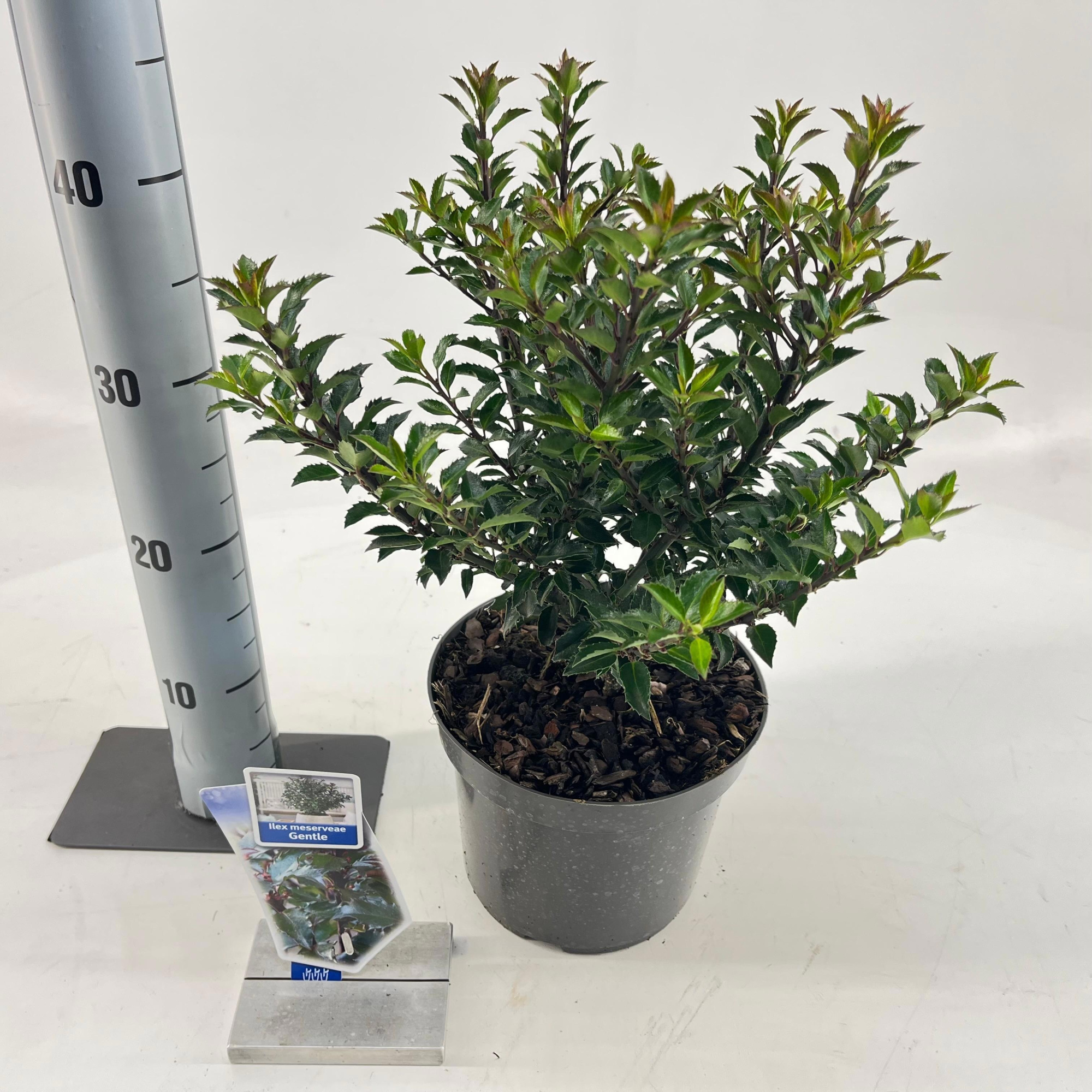 Ilex meserveae Gentle ('Annys Dwarf'PBR), D 19 cm