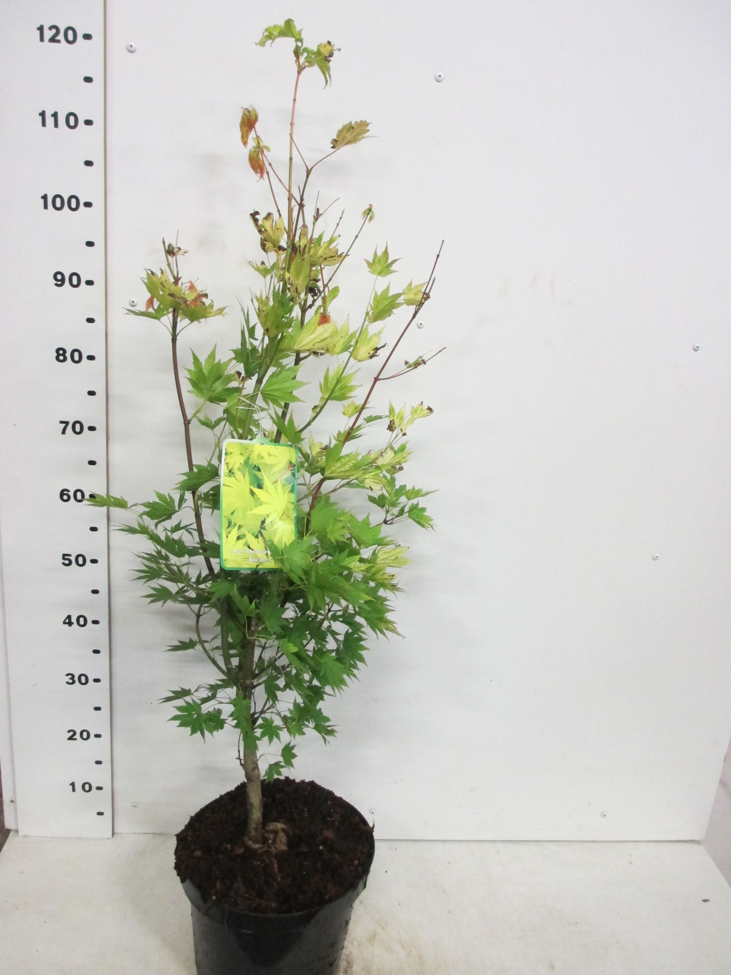 Acer shirasawanum Jordan 60-80 P26, D 26 cm