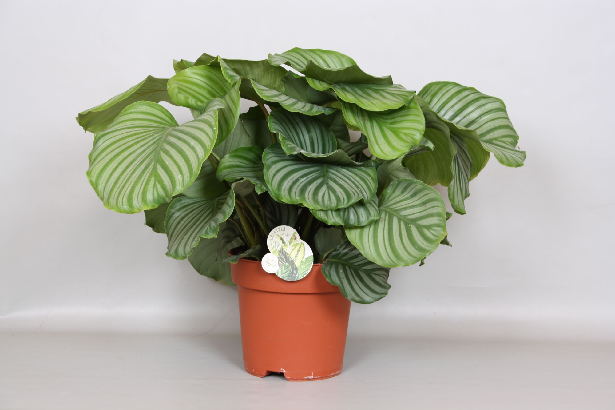 Calathea Orbifolia - Green4life, D 24 cm