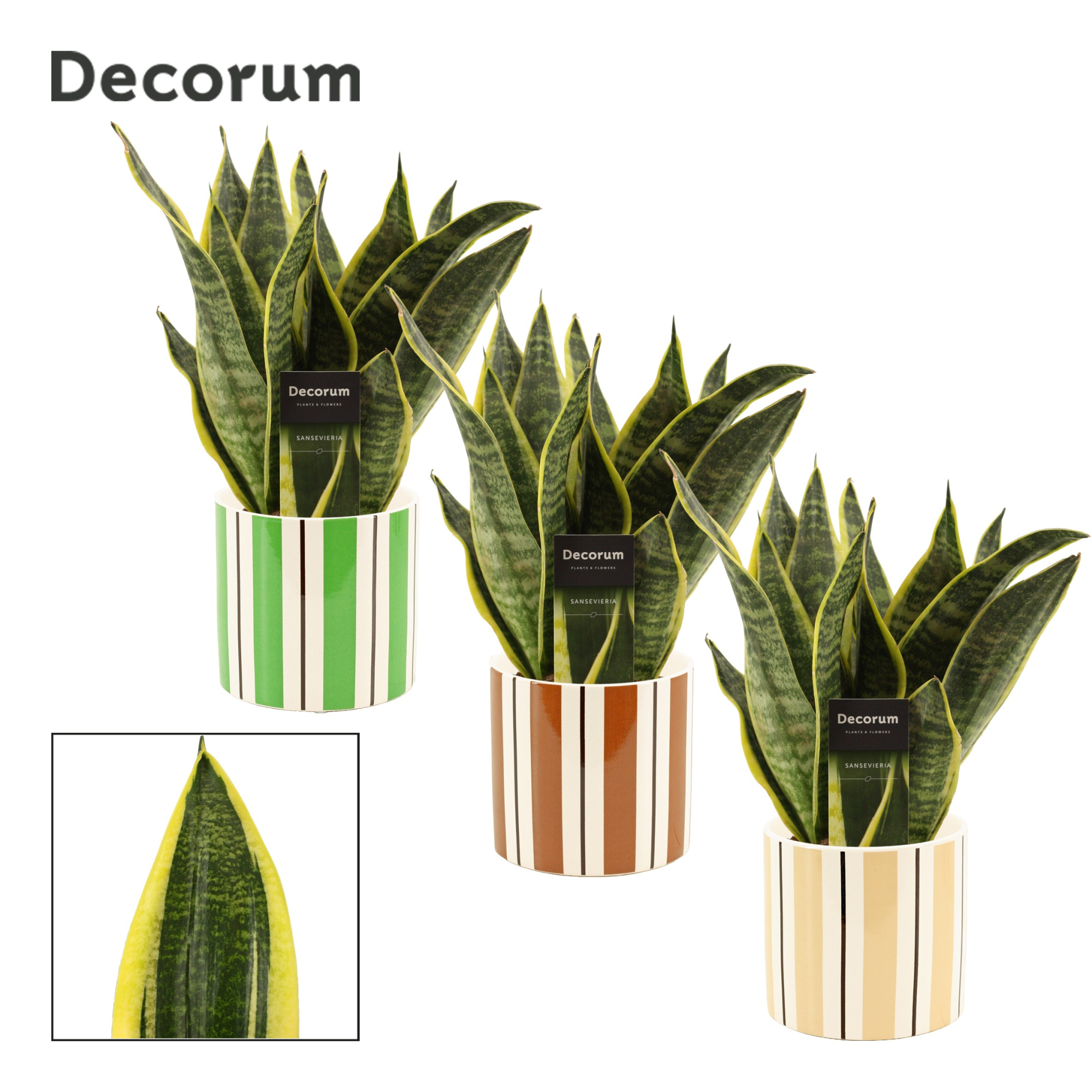 Sansevieria Superba 12 cm in Beau (Natural bubble-collection), D 12