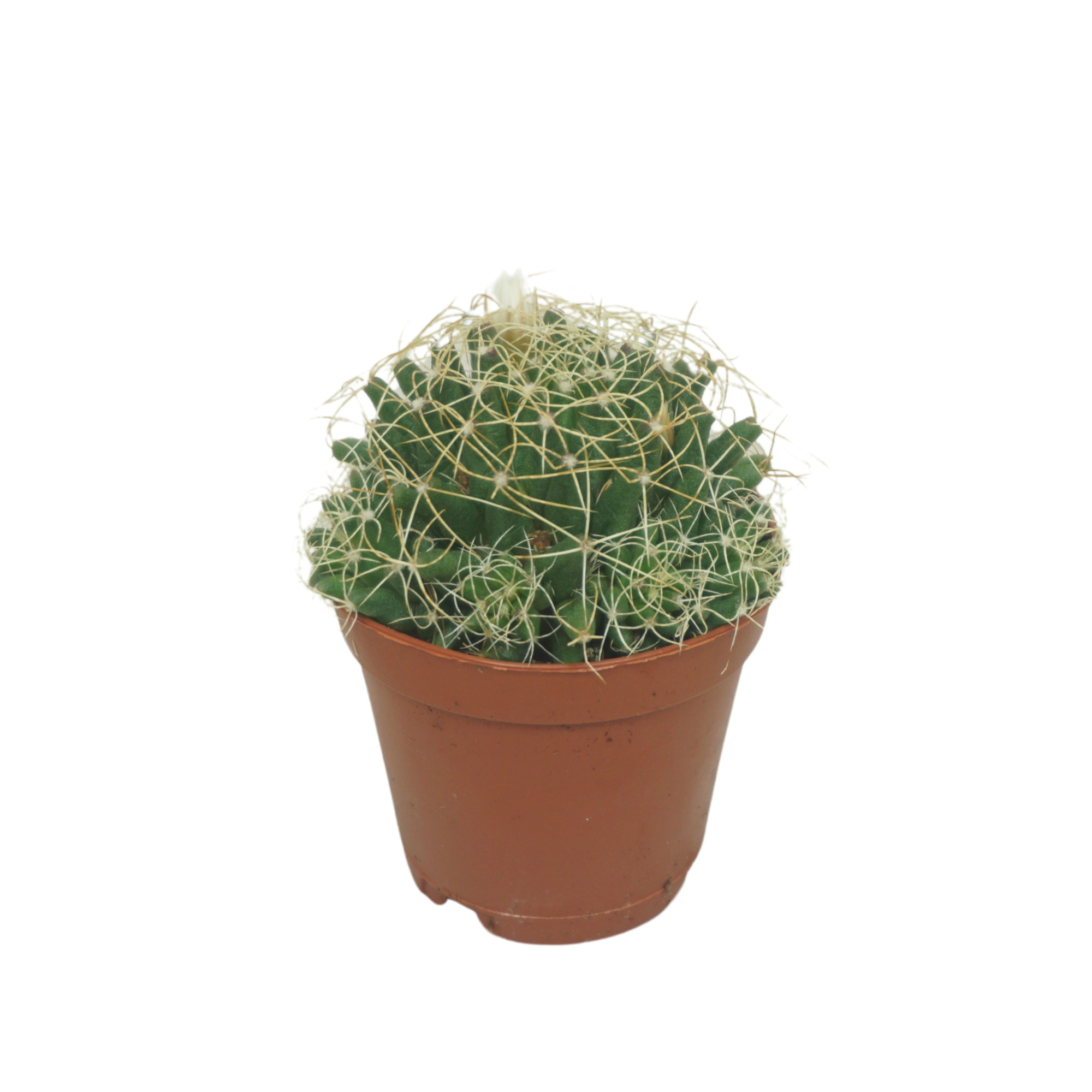 Mammillaria camptotricha 5,5 cm, D 5,5