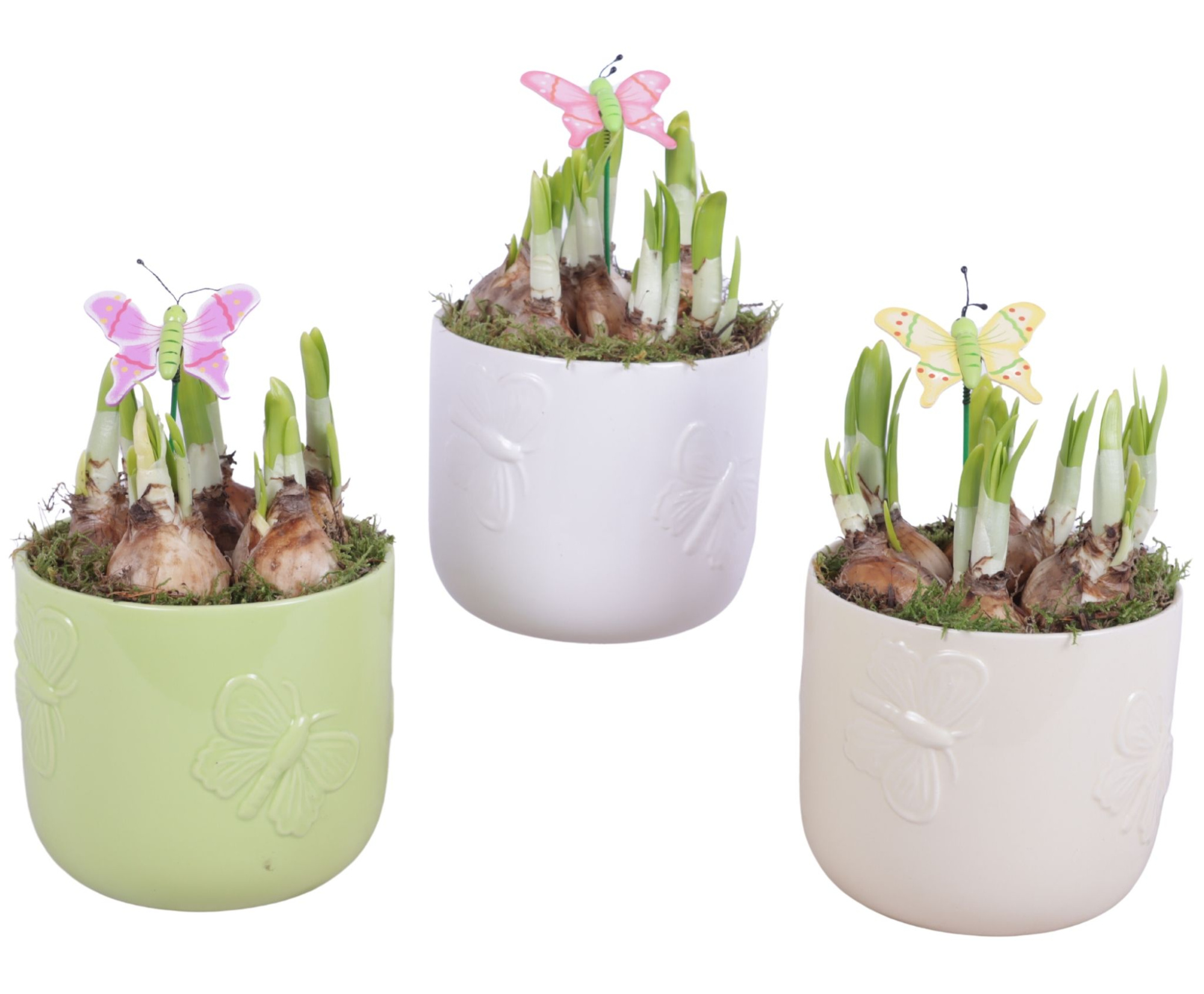 Bulbs Arr. Narcis Ceramic Pot Butterfly Relief Ø14cm, D 14