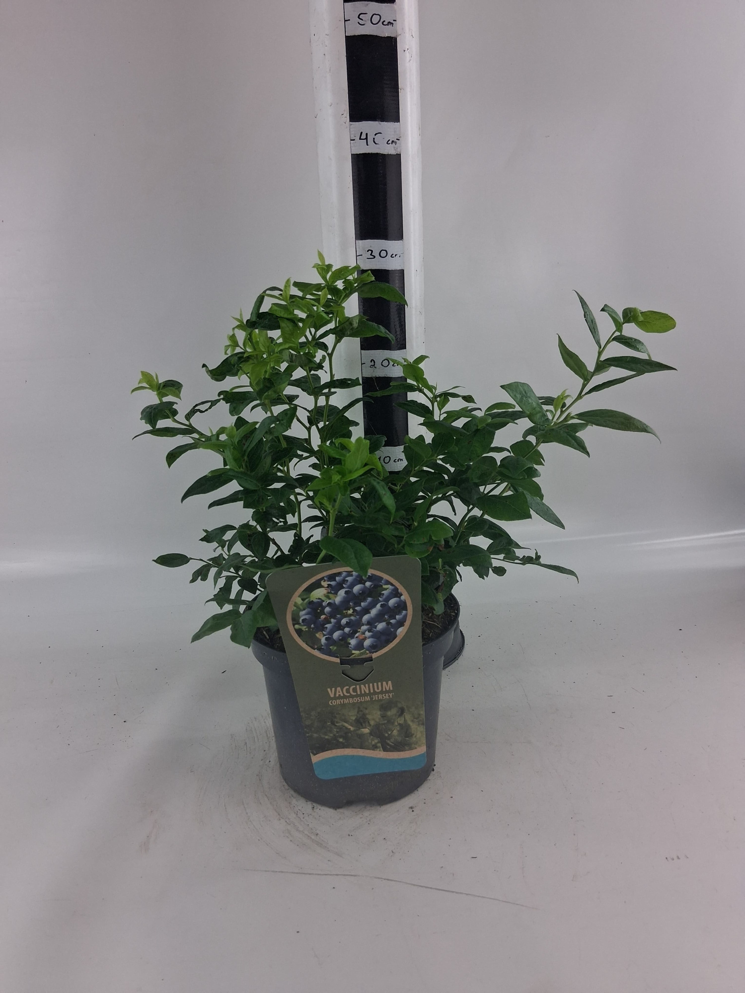 Vaccinium cor. 'Jersey', D 19 cm