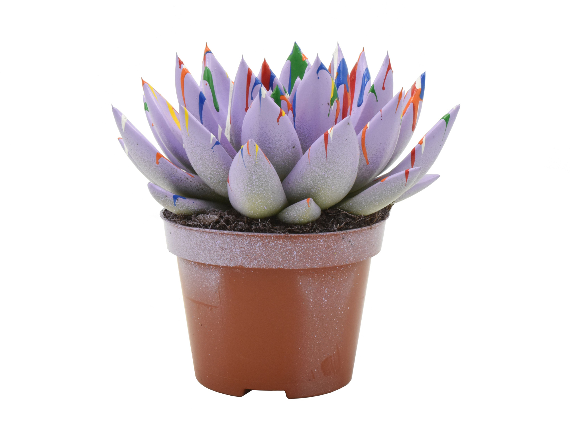 Miranda coloured Splash pastel purple, D 10,5 cm