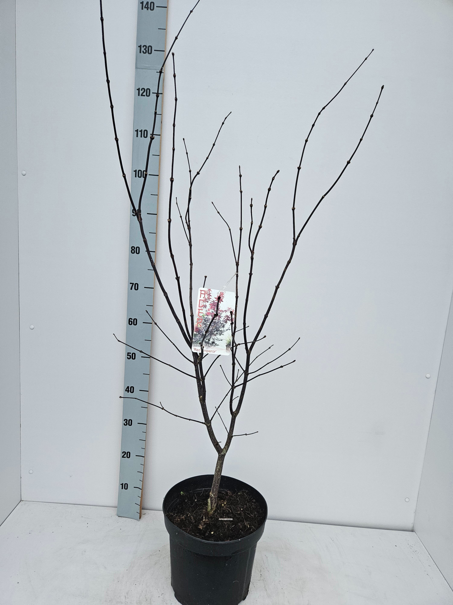 Acer palmatum 'Red Emperor', D 26