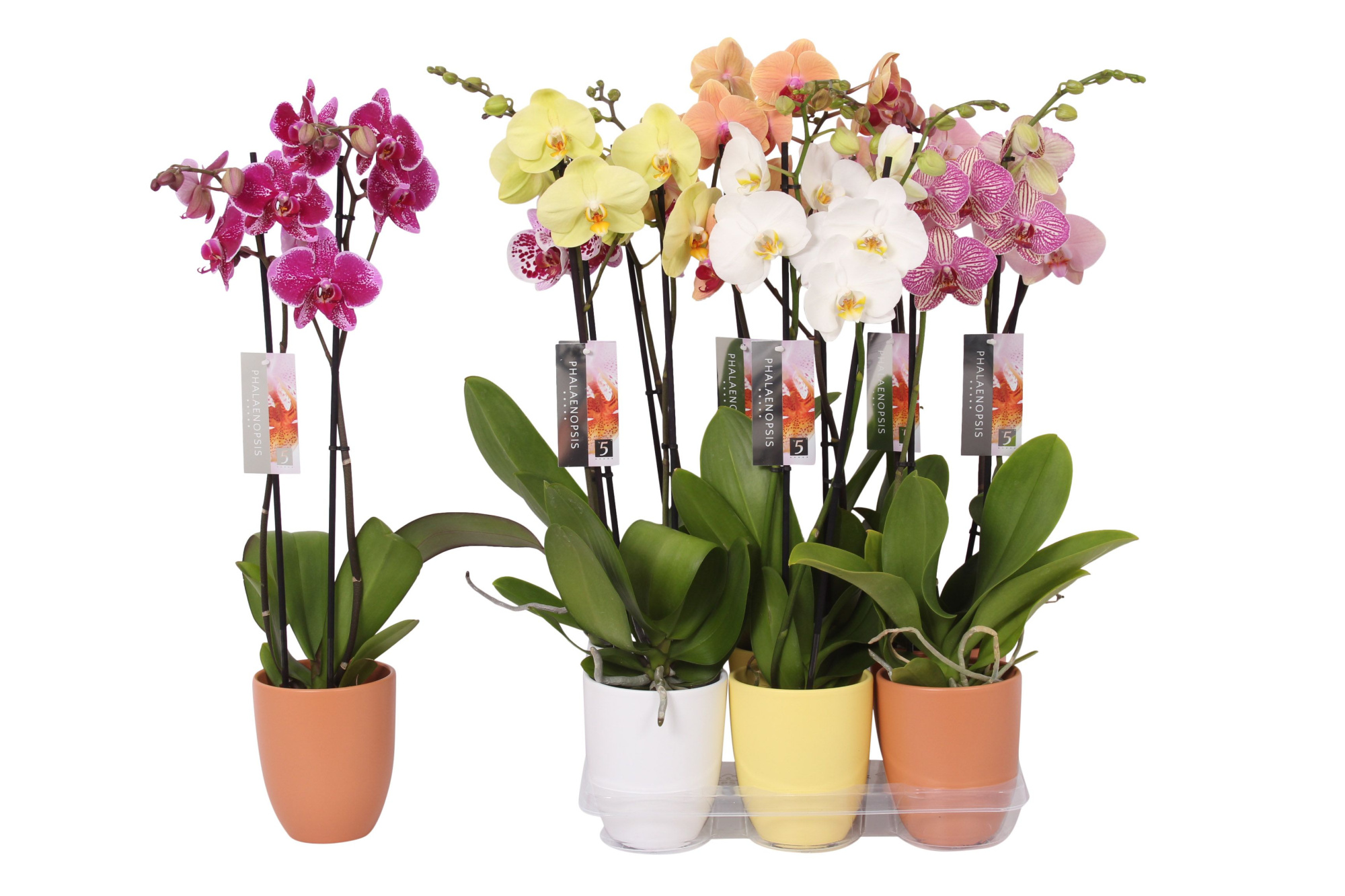 Phalaenopsis mix, 2-spike White, Yellow and Orange Ceramics, D 12 cm
