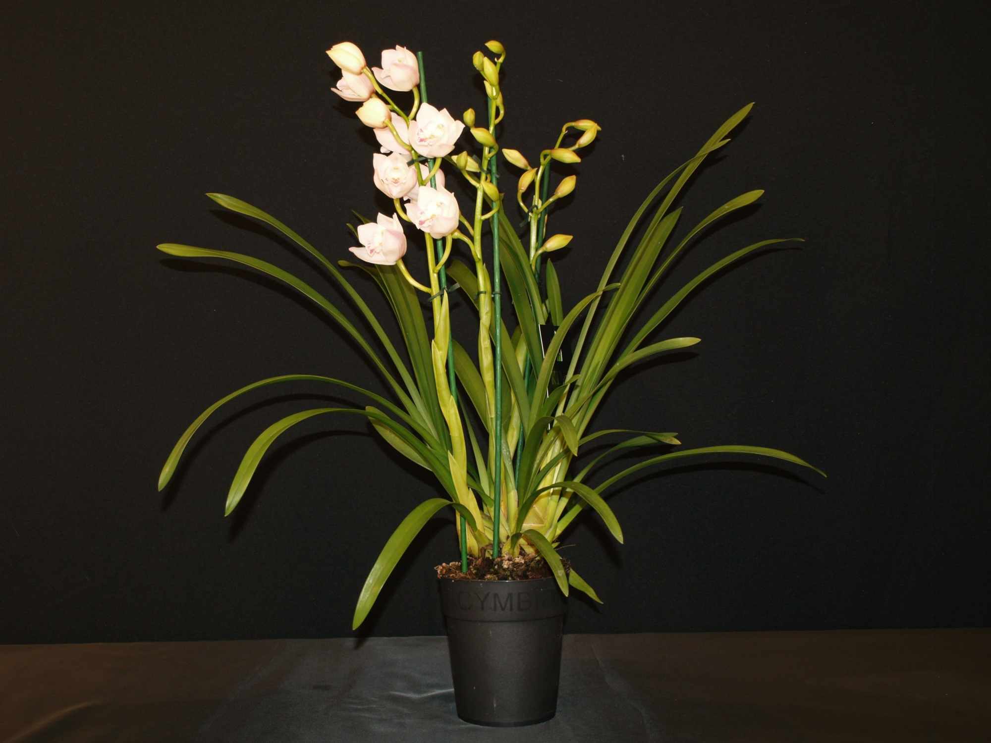 KINGofORCHIDS 4/5 TAK White flame, D 14 cm