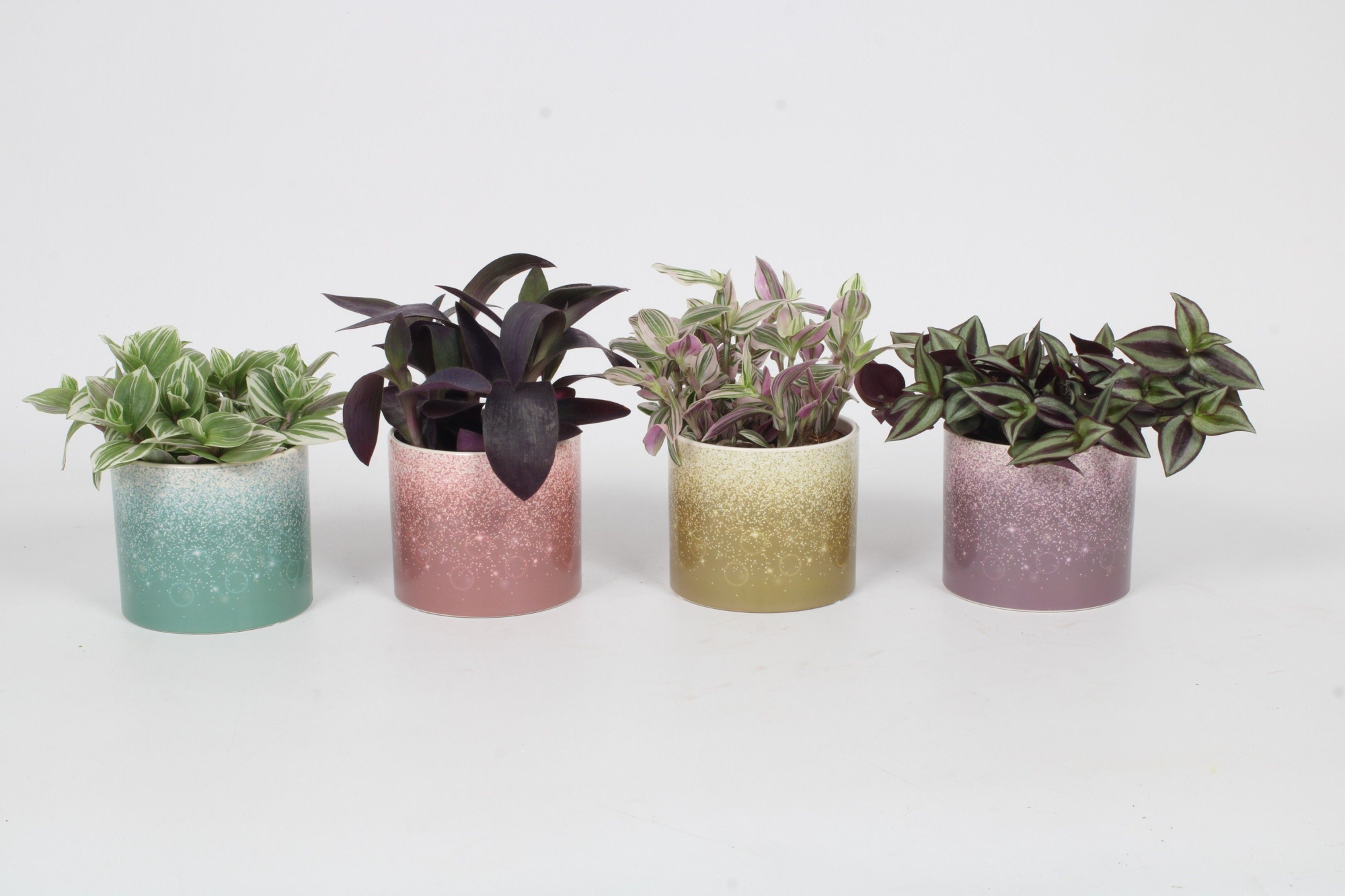 Tradescantia Mix 12cm - Elsa, D 12 cm