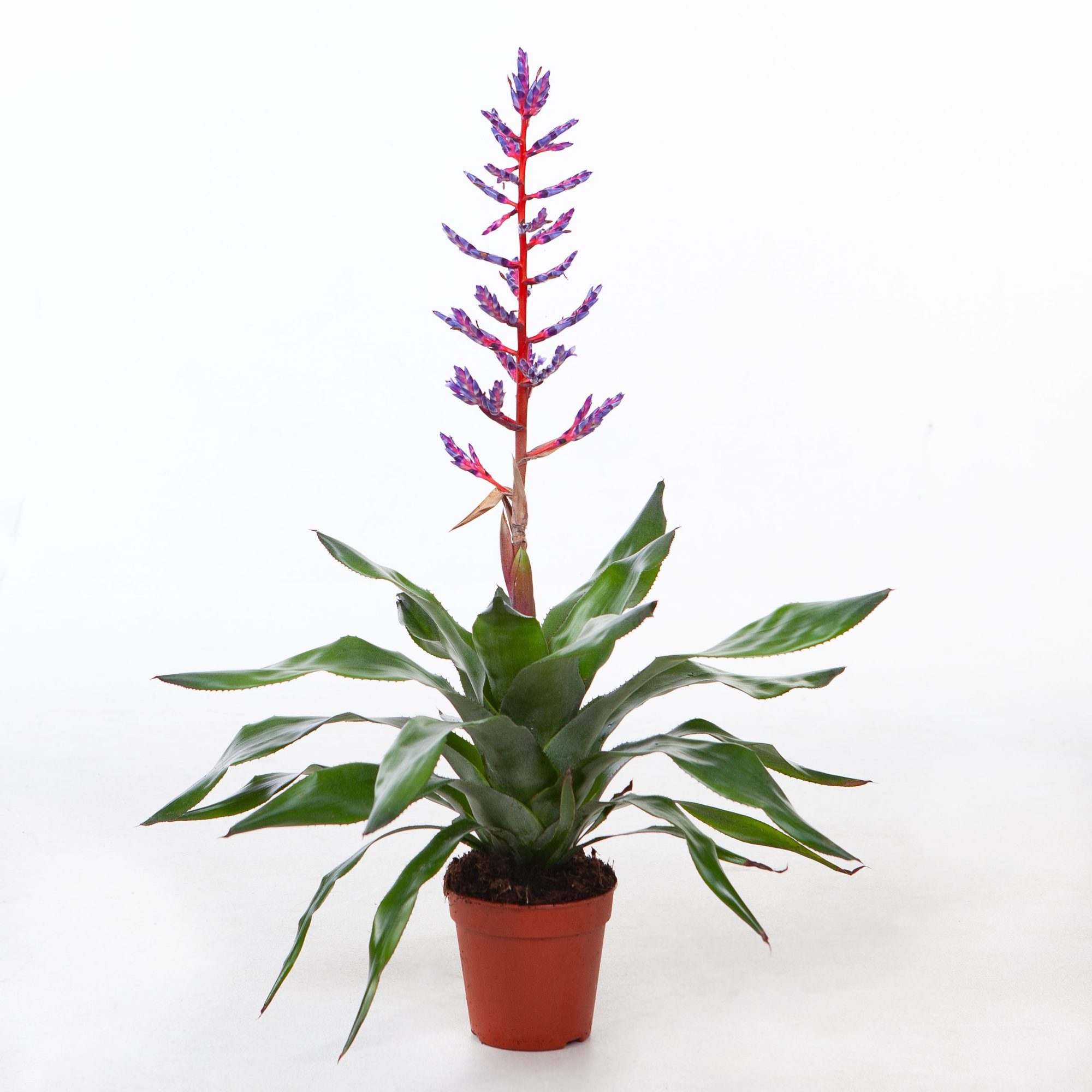 Aechmea Blue Rain, D 15 cm