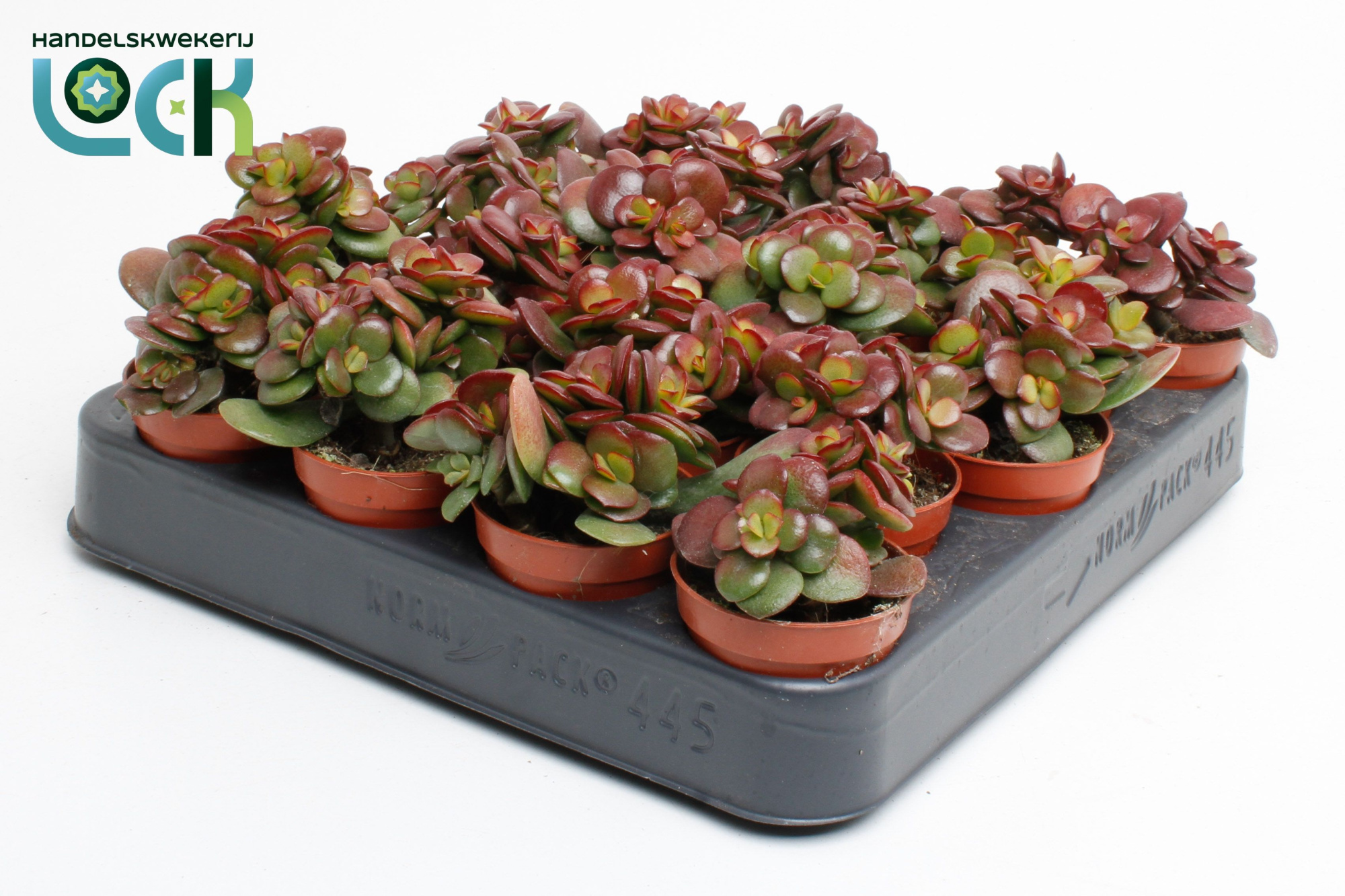 Crassula Minor, D 5,5 cm