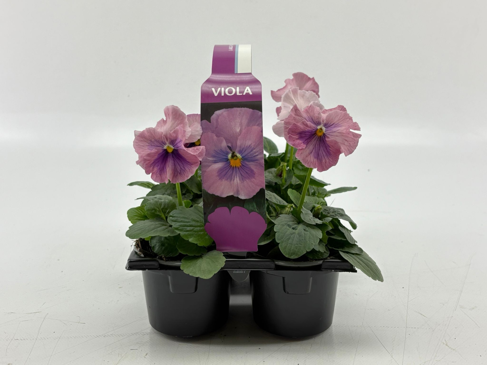Sixpack Viola F1 Pink Shades, D 9 cm