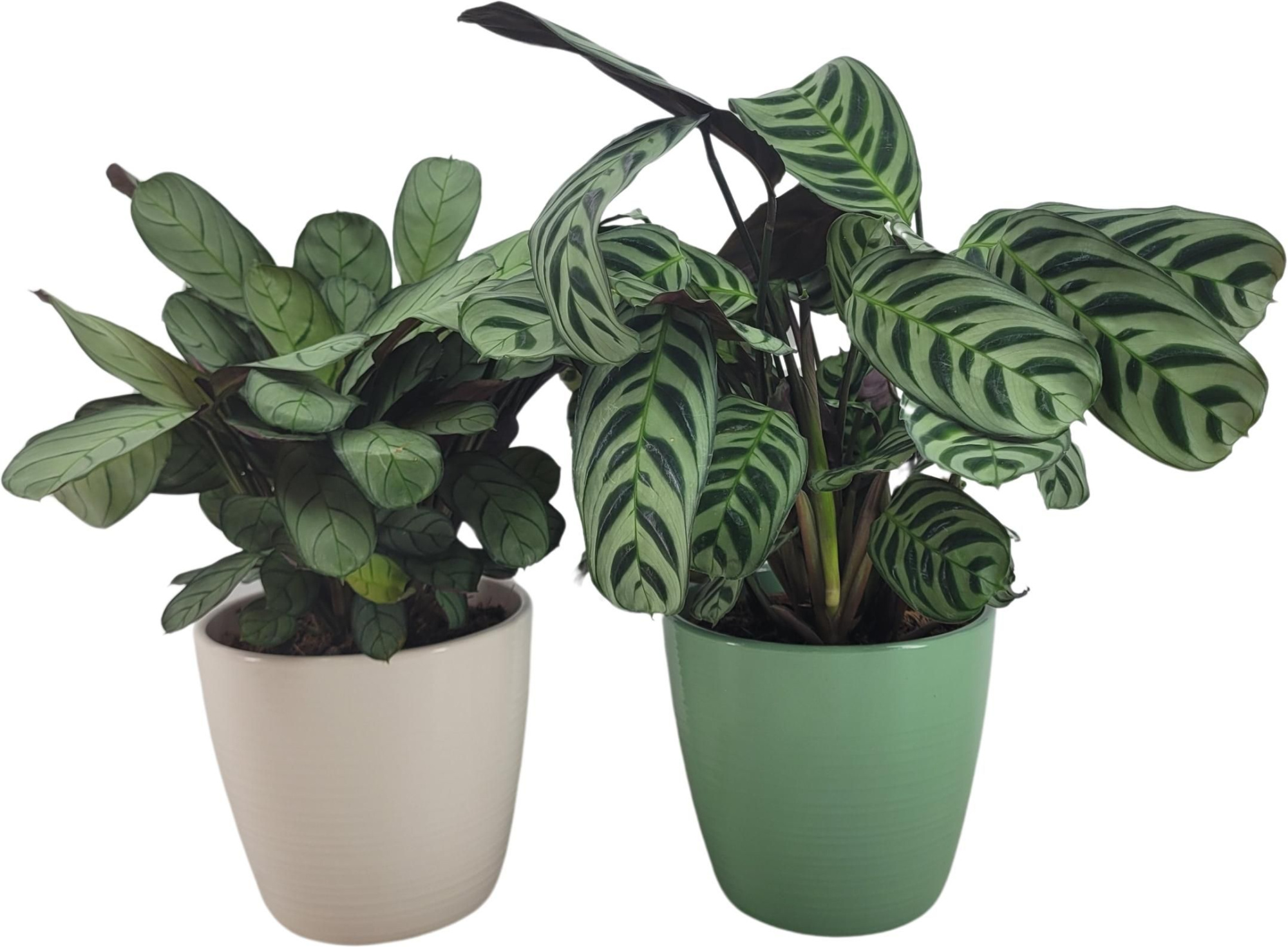 Ctenanthe mix in keramiek, D 15 cm