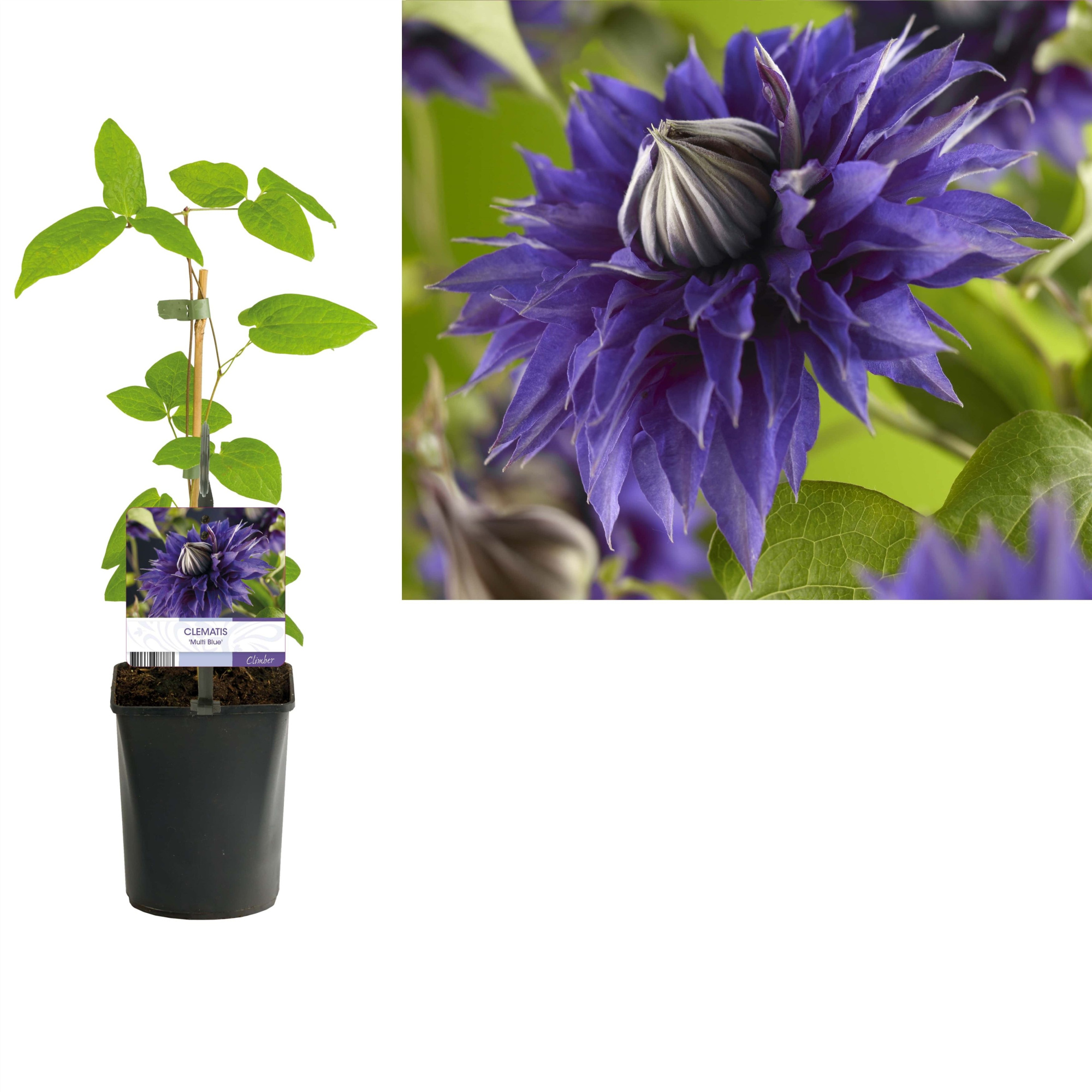 Clematis 'Multi Blue' +light label, D 11