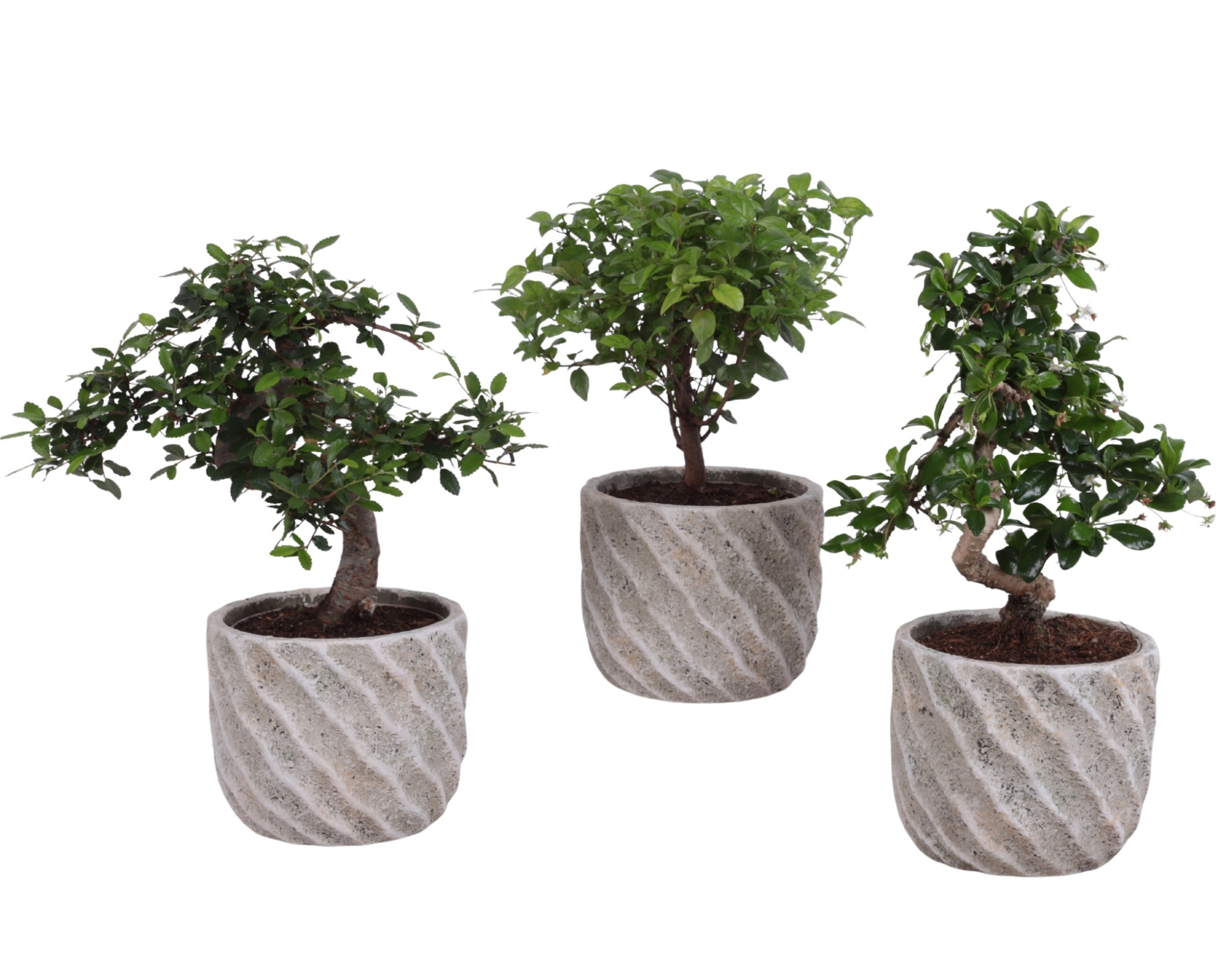 Bonsai Indoor Mix Ø12cm Mix B/S Shape in Ø 15cm Ceramic NT668, D 15