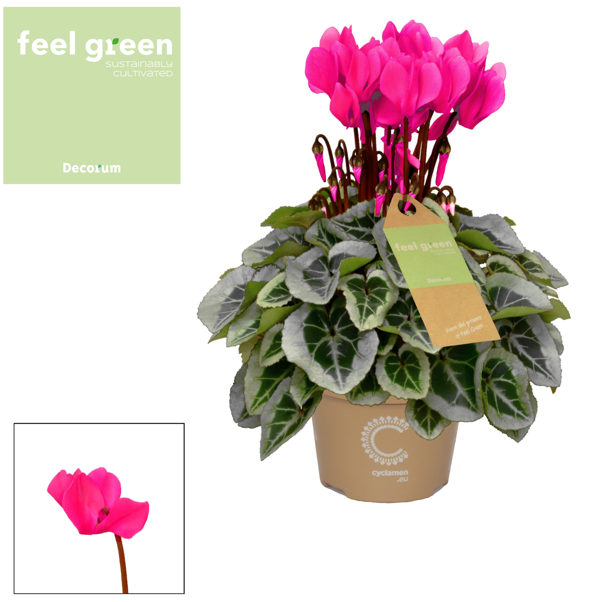 Cyclamen SS Picasso Pink FEEL GREEN Decorum, D 11 cm