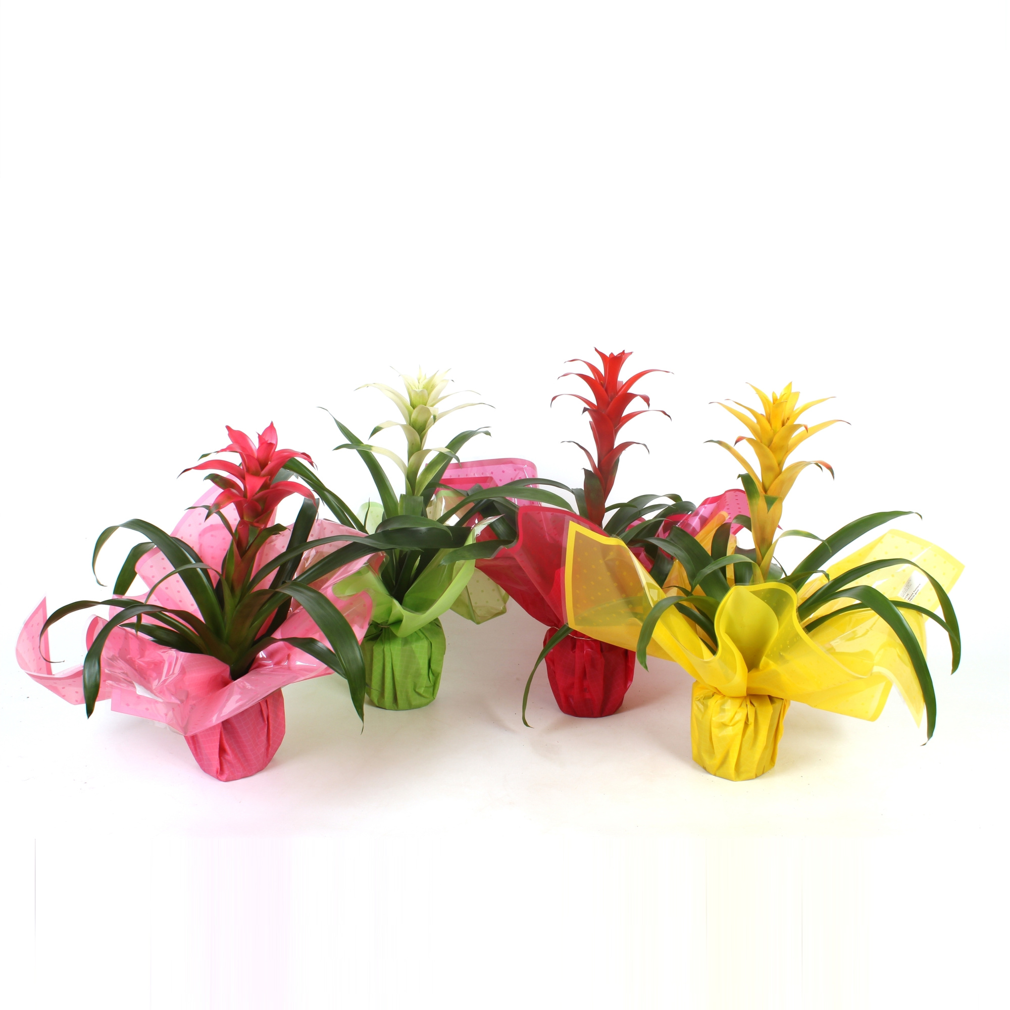 Guzmania Special mix in Rondella sierflap, D 12 cm