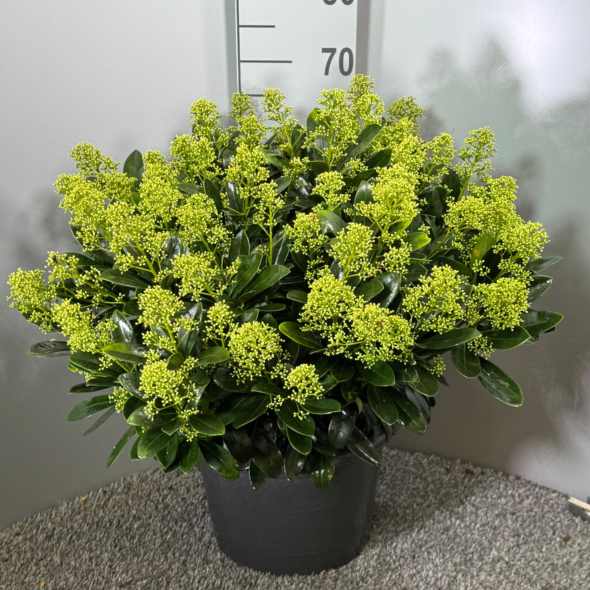 Skimmia japonica 'Finchy' P35, D 35