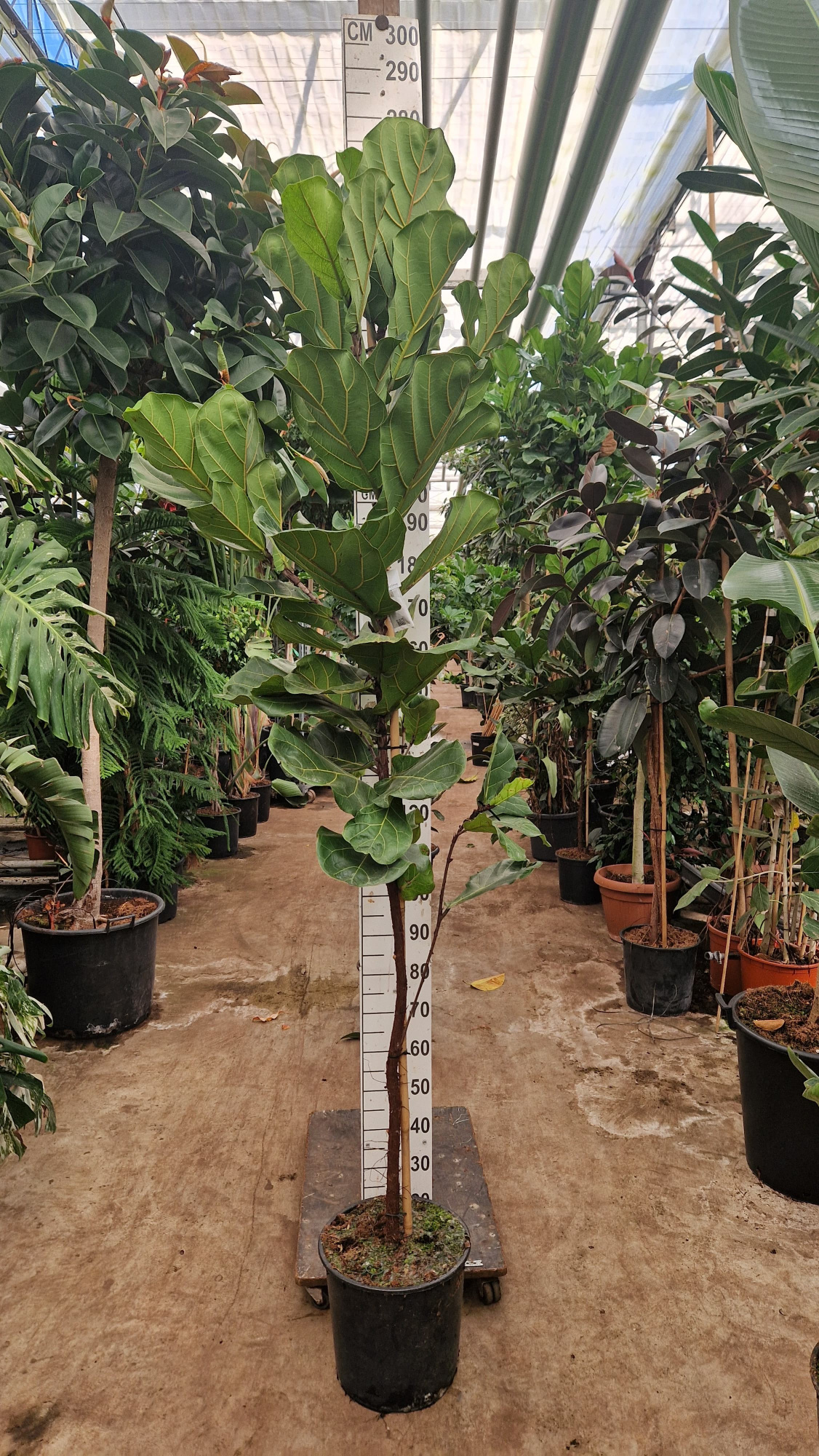 Ficus Lyrata rechte stam 270, D 35