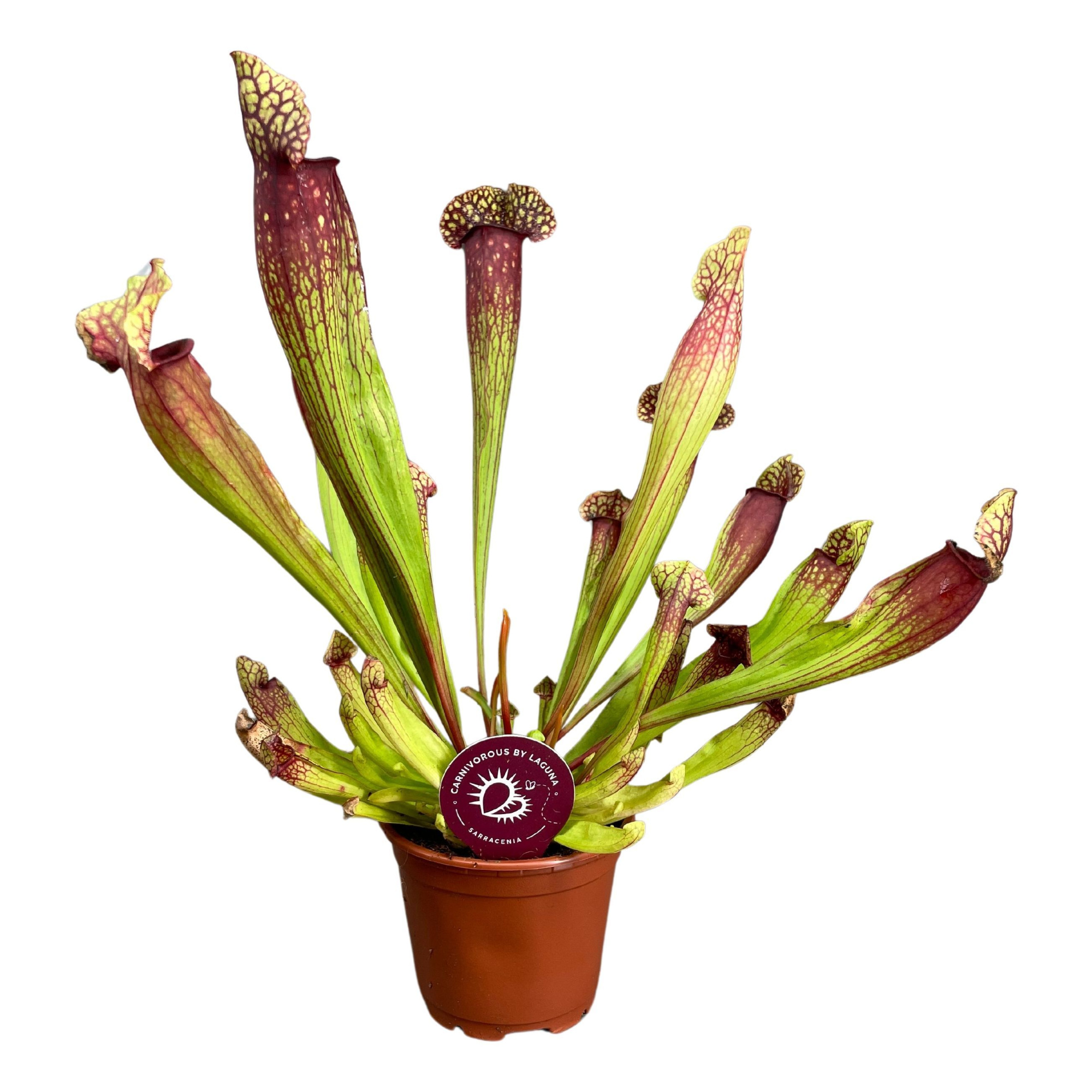 Sarracenia Judith 8,5 cm, D 8,5