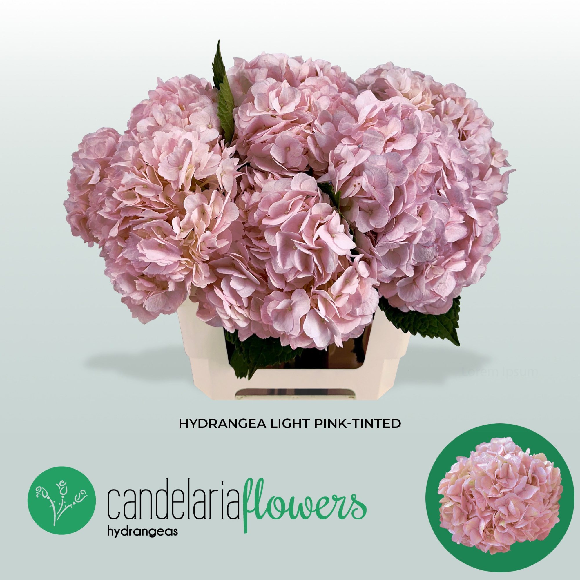 Гортензия Овериг Крашеная (краш. ) 60, шт.