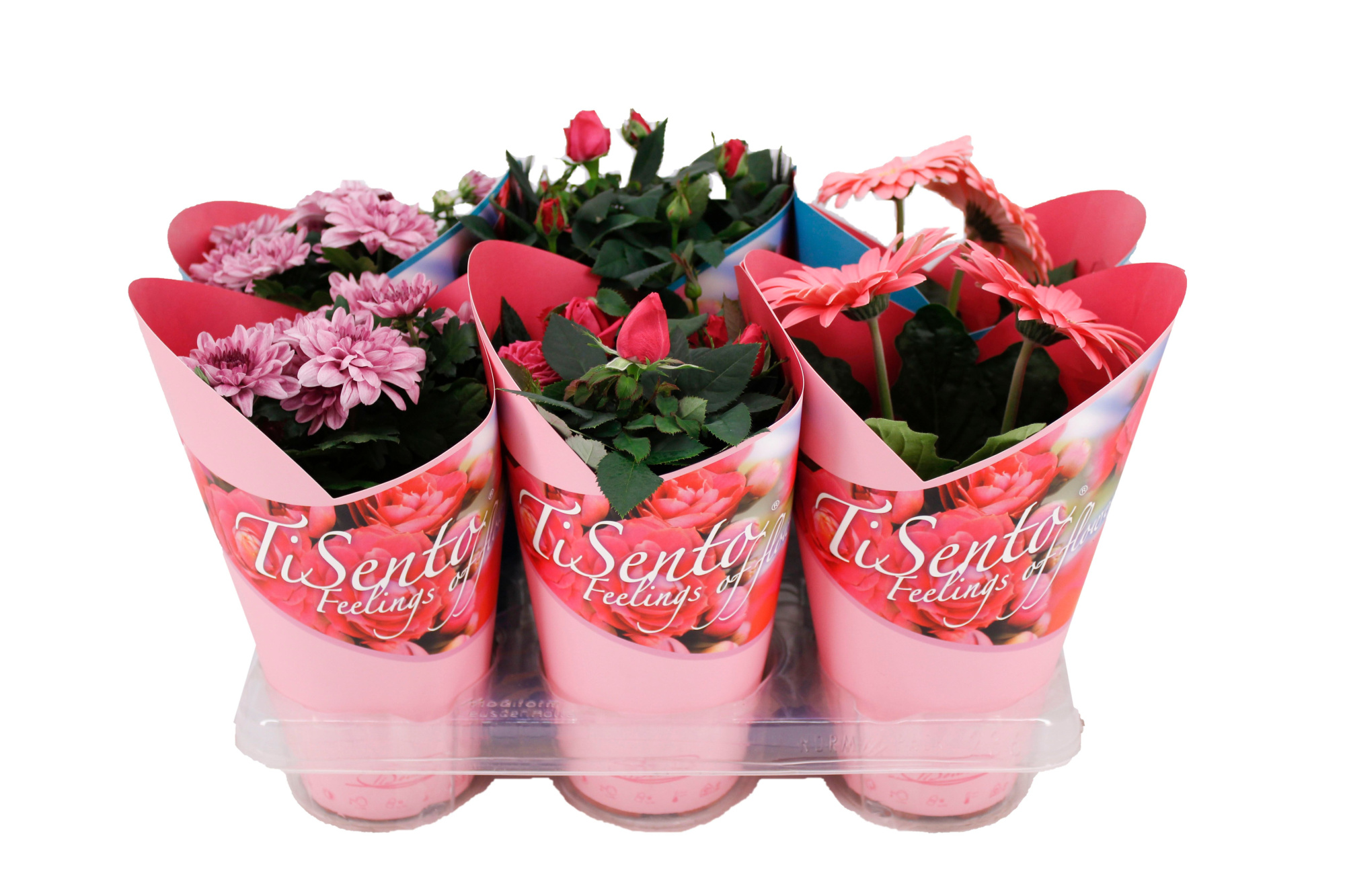 Bloeimix 12cm | Giftcover Roze, D 12