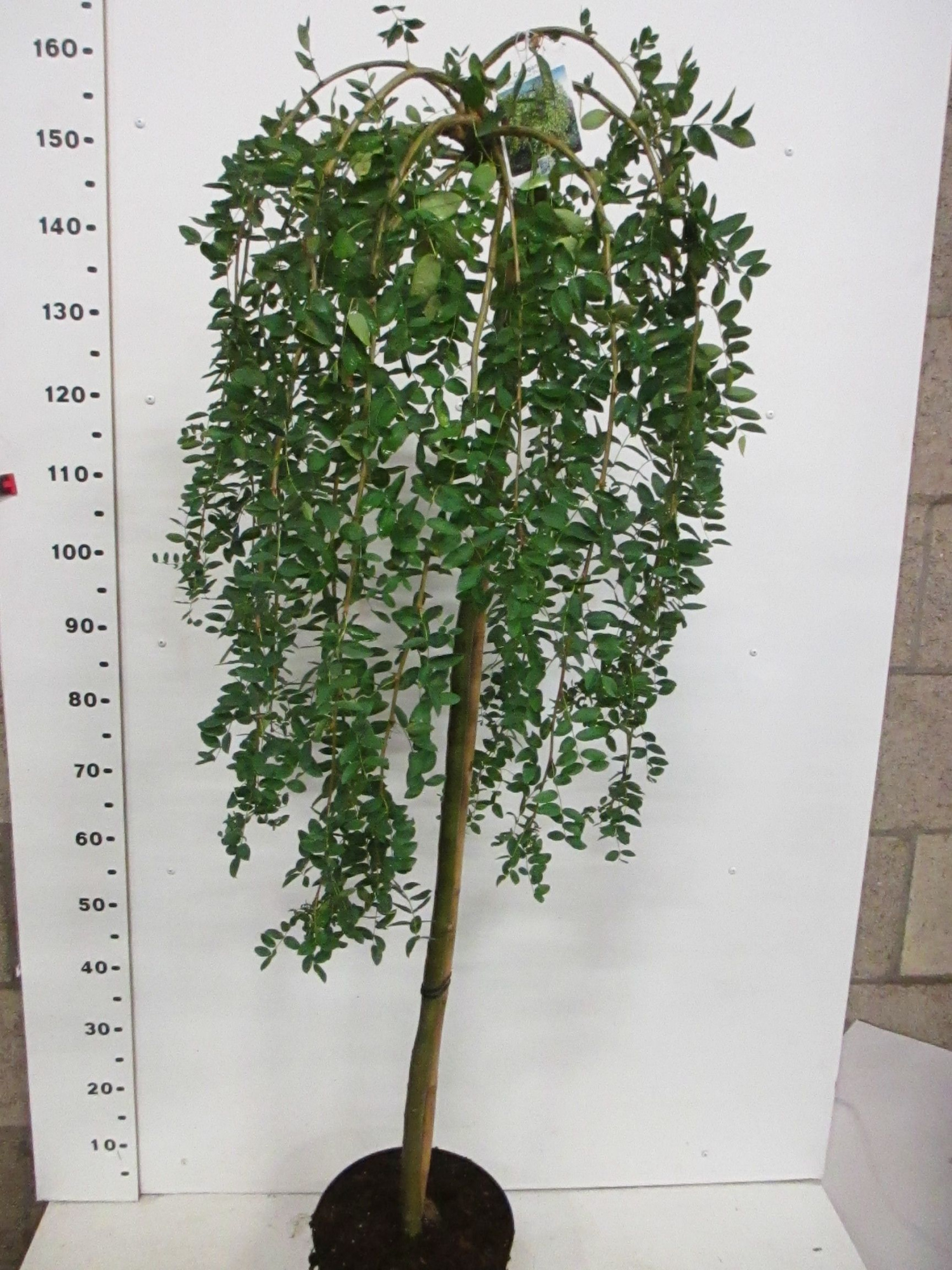 Caragana a. Pendula 120 stam 40-50 kroon P28 2 jr.kr., D 28 cm