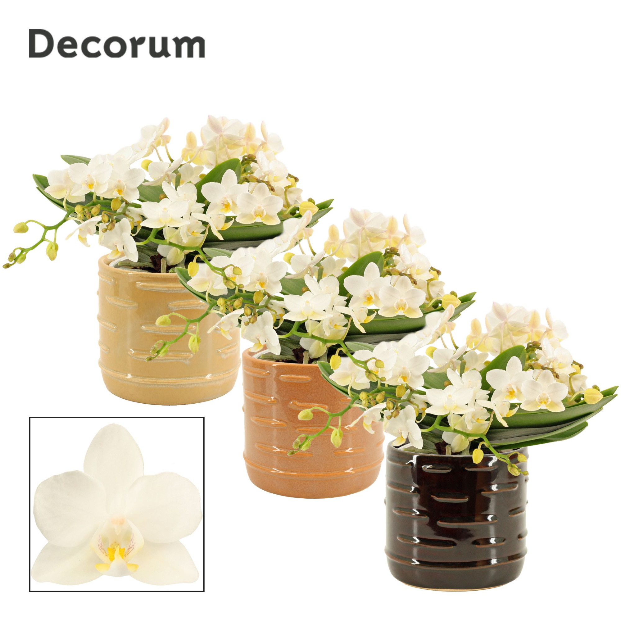 Phalaenopsis table Whitney 4+ tak in Lois (Deco-collection), D 12 cm