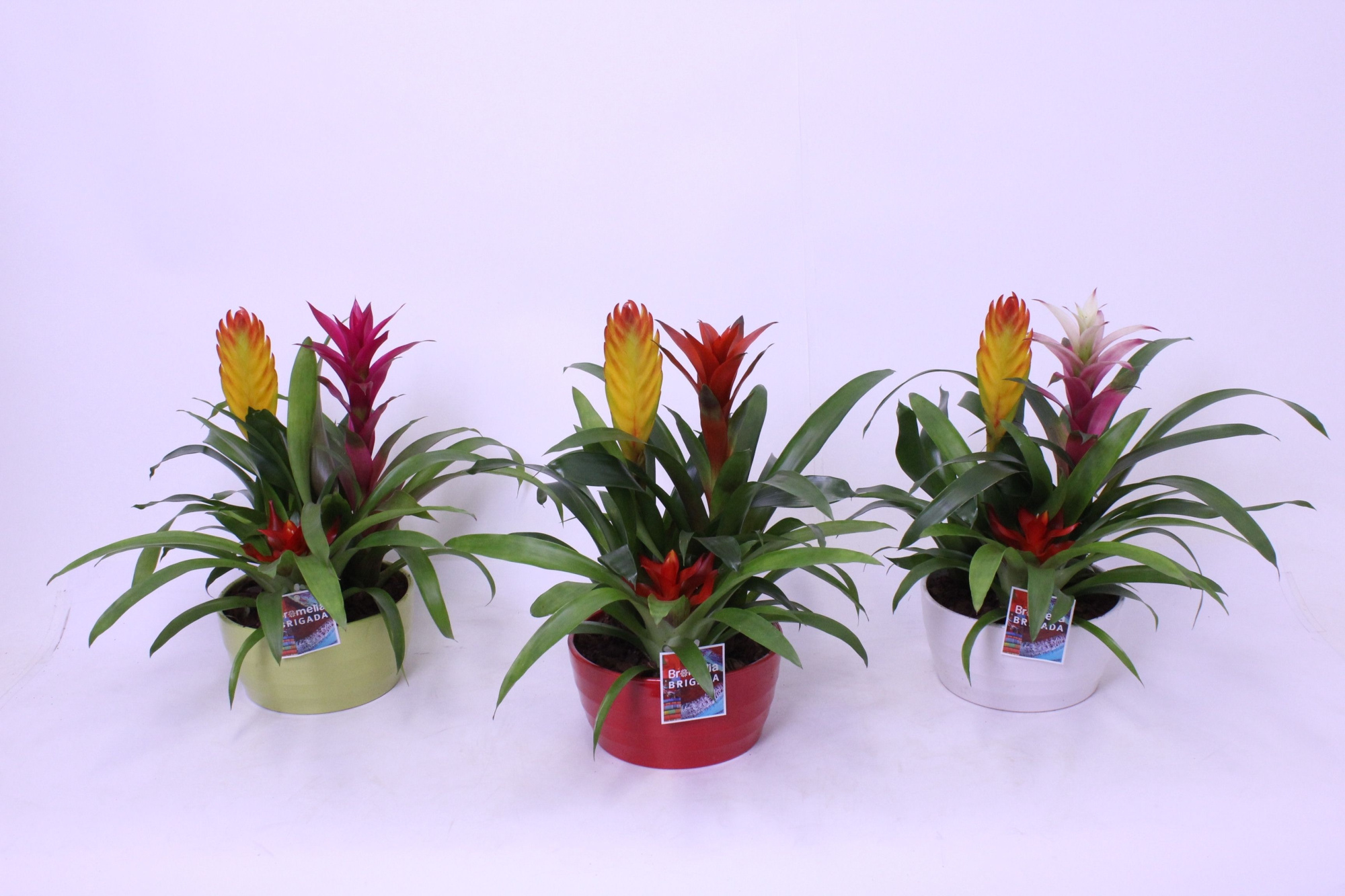 Bromelia in Wave 21 3pp, D 21 cm