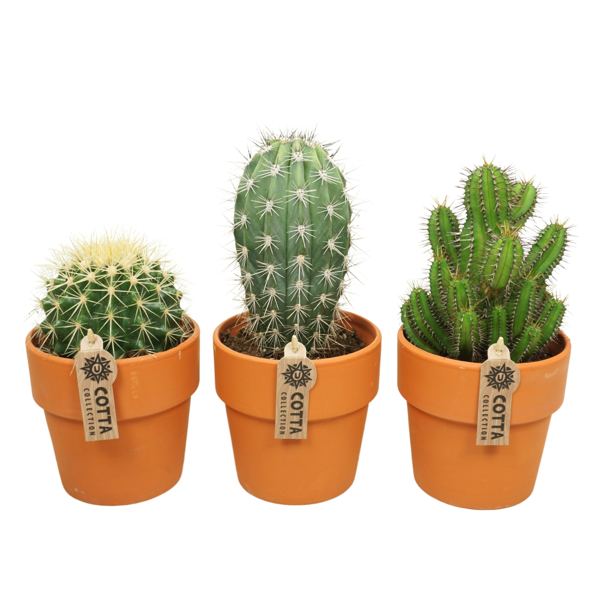 Cactus mix in 15 cm 'Terracotta Kraagpot', D 13 cm