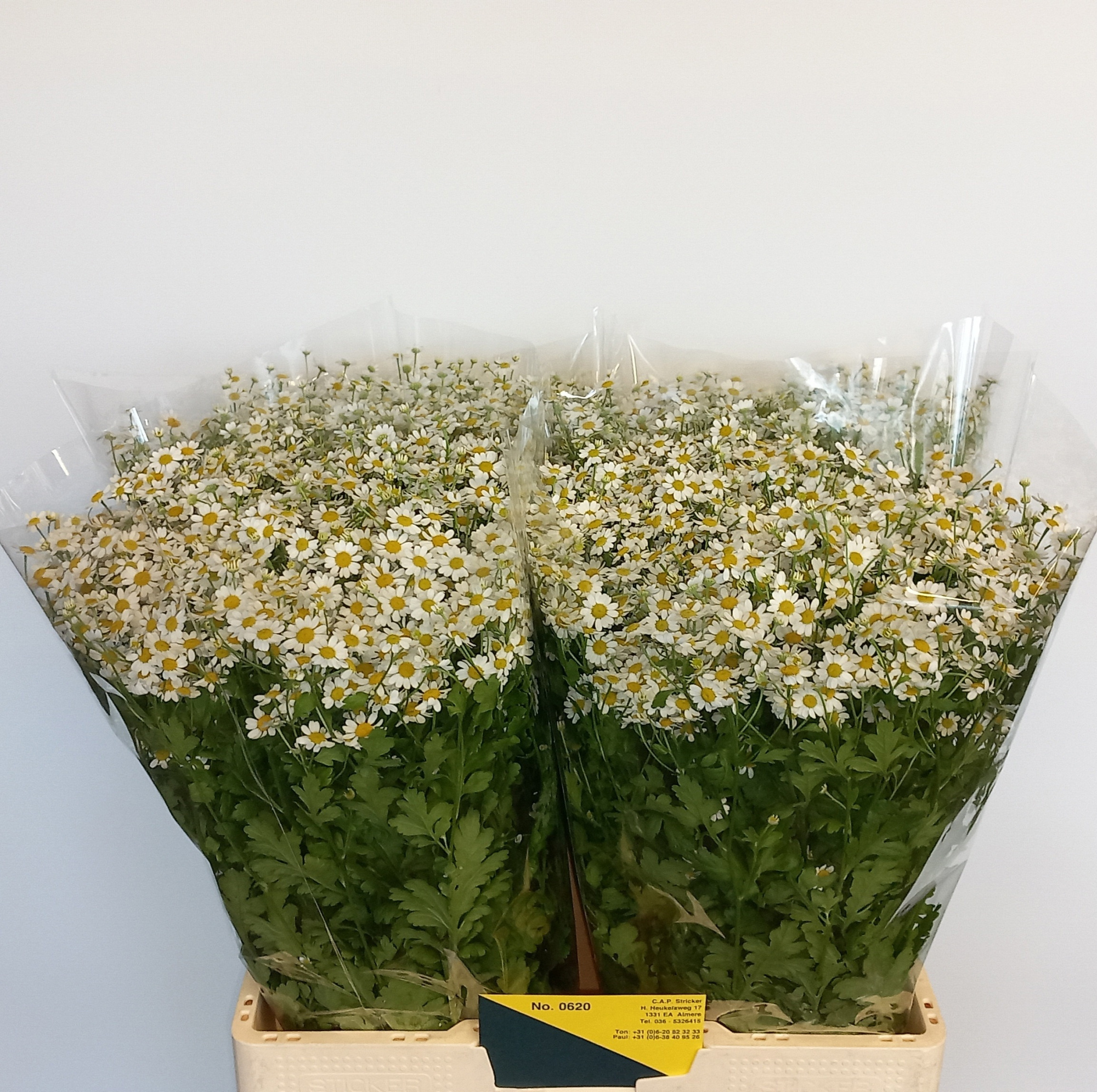 Танацетум Сингл Вегмо 65 (бел.), шт.